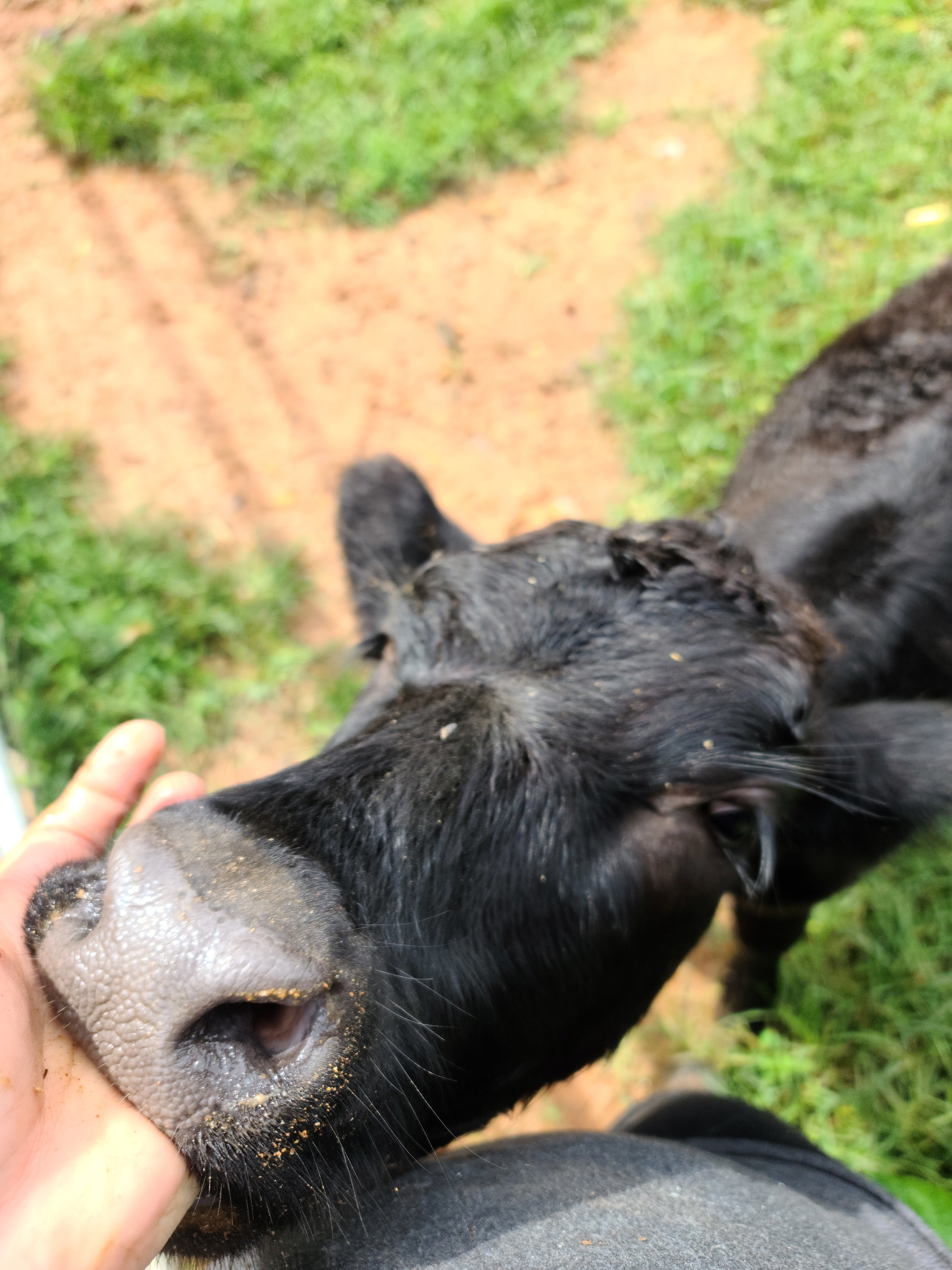 Maggie is really just a very large dog that loves fresh snacks and back scratches.