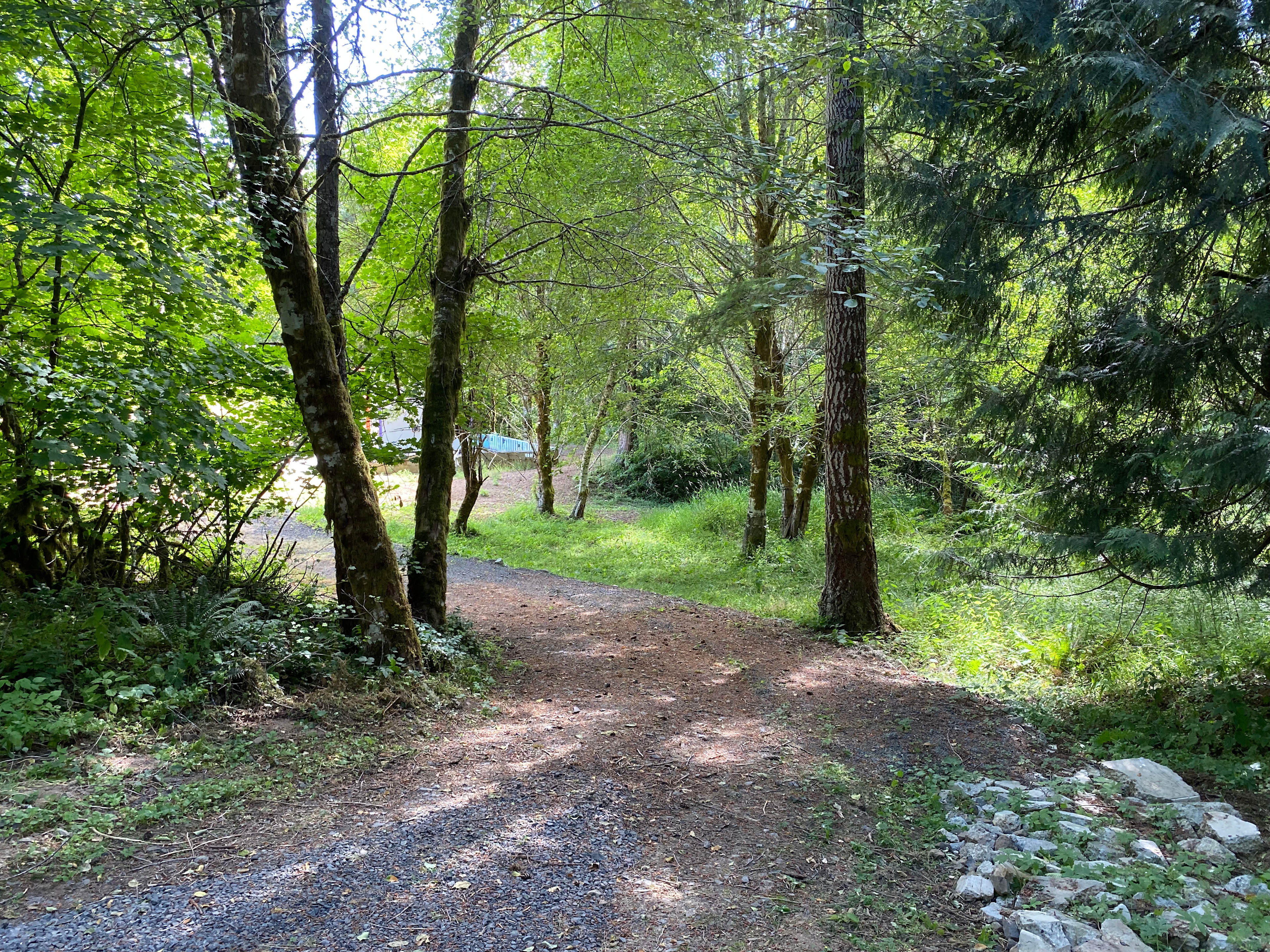 The trees that line the back corner into/out of Site B