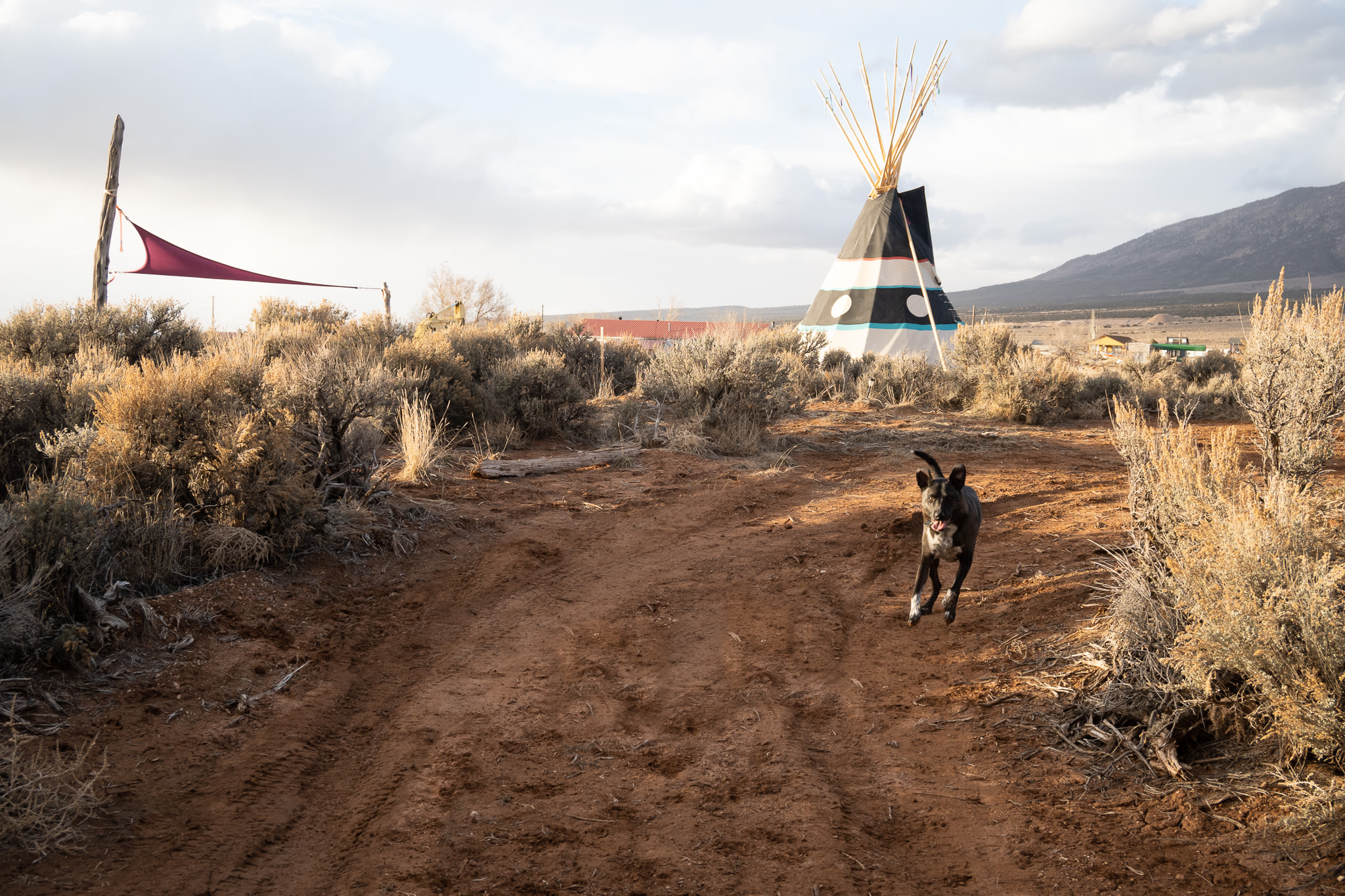 My dog Scout enjoying the freedom to run around and play at camp.