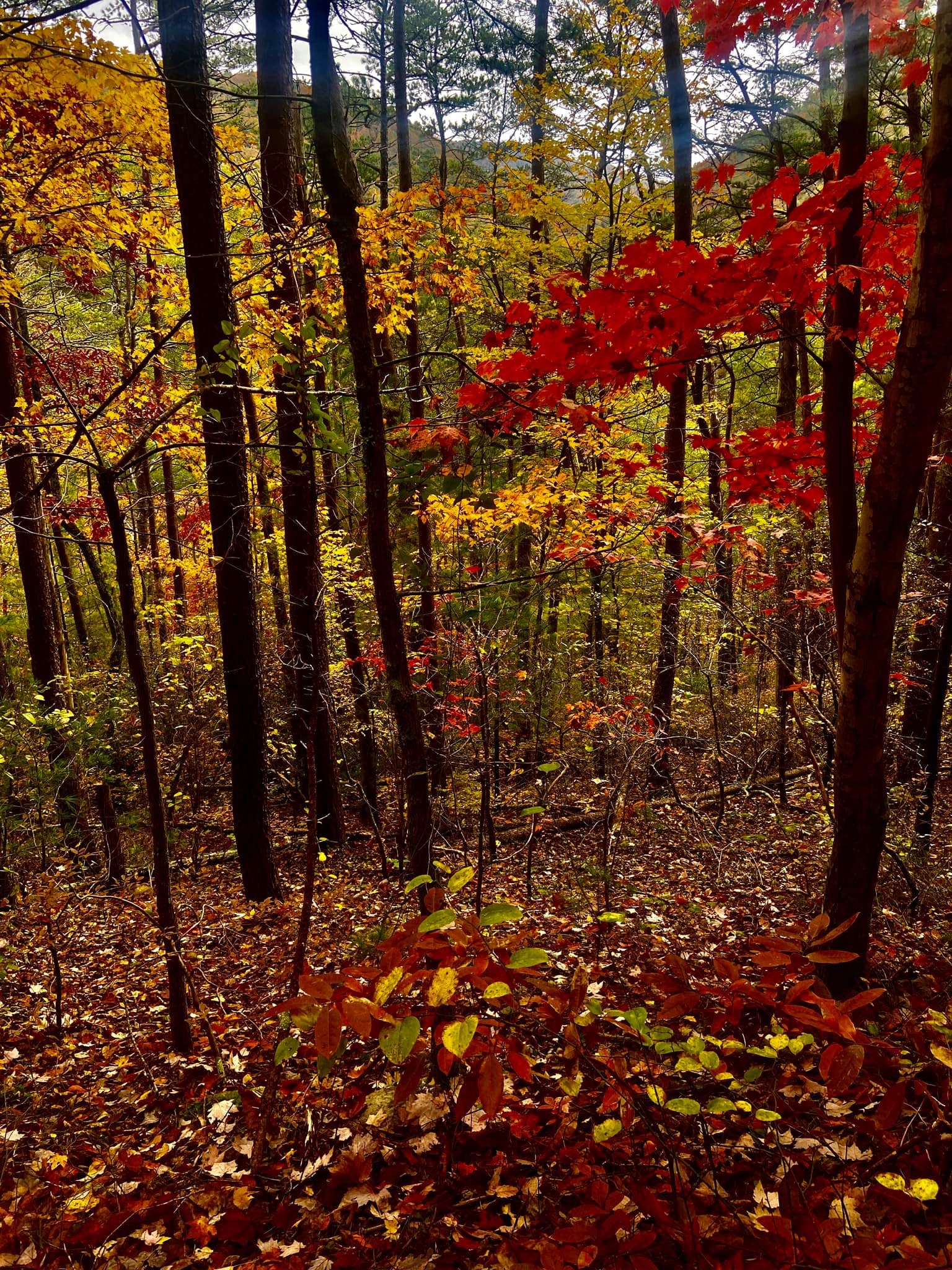 Candy Mountain Goat Farm