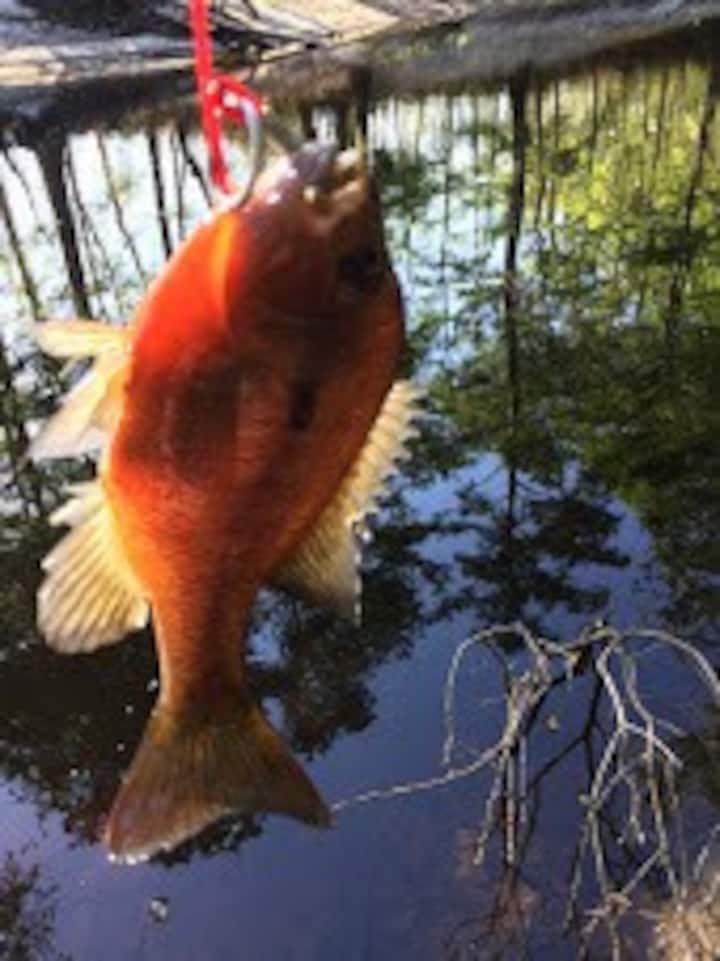 Canoochee River Rentals