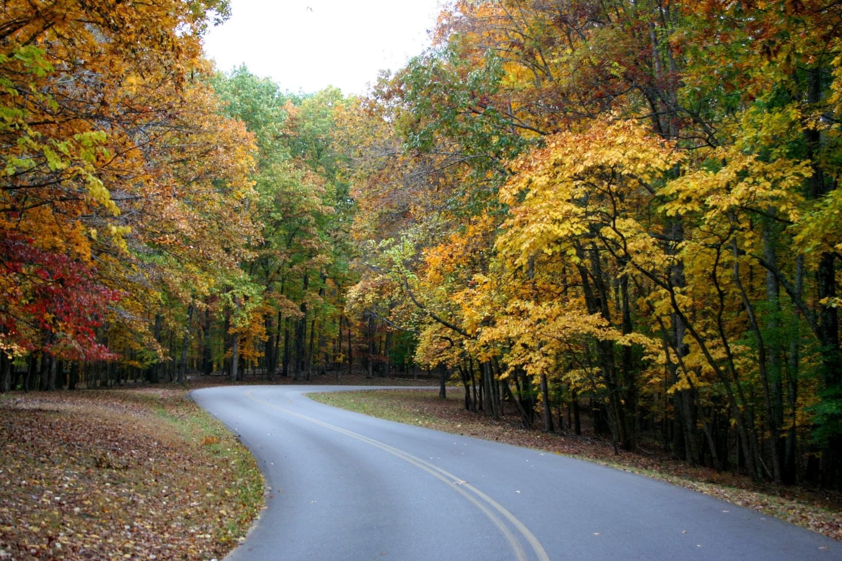 Fall foliage 