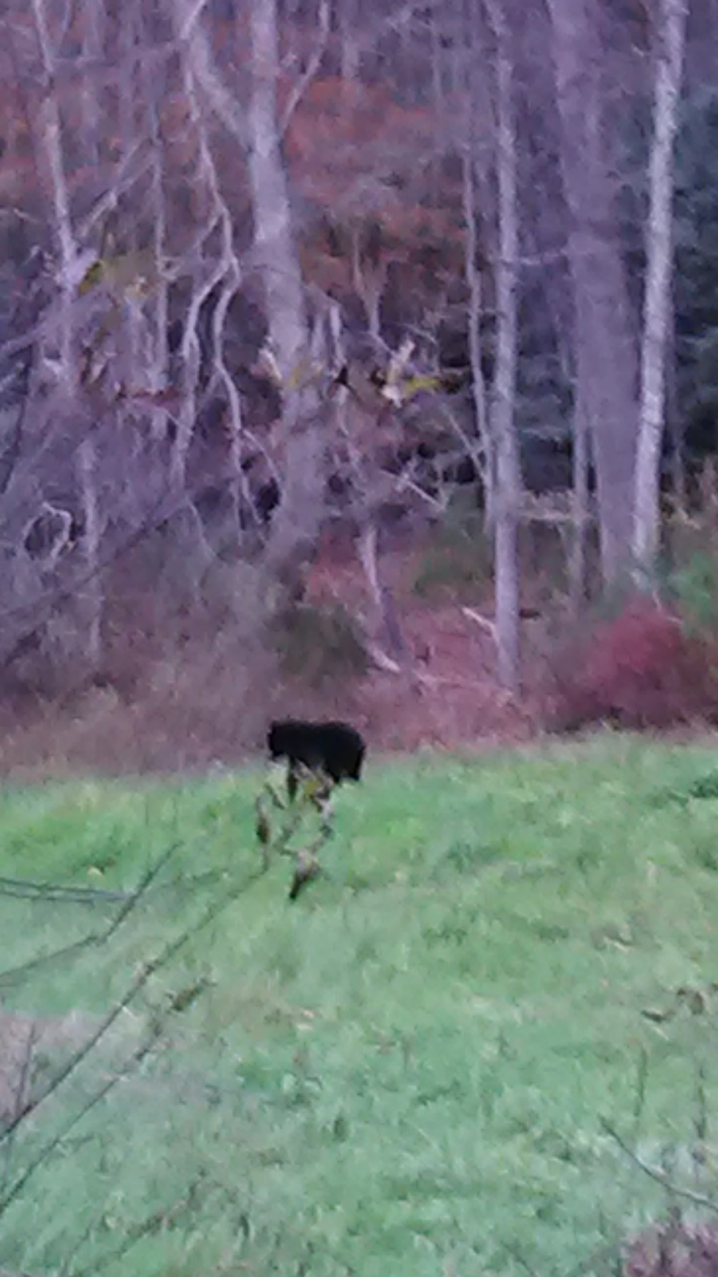Black bear