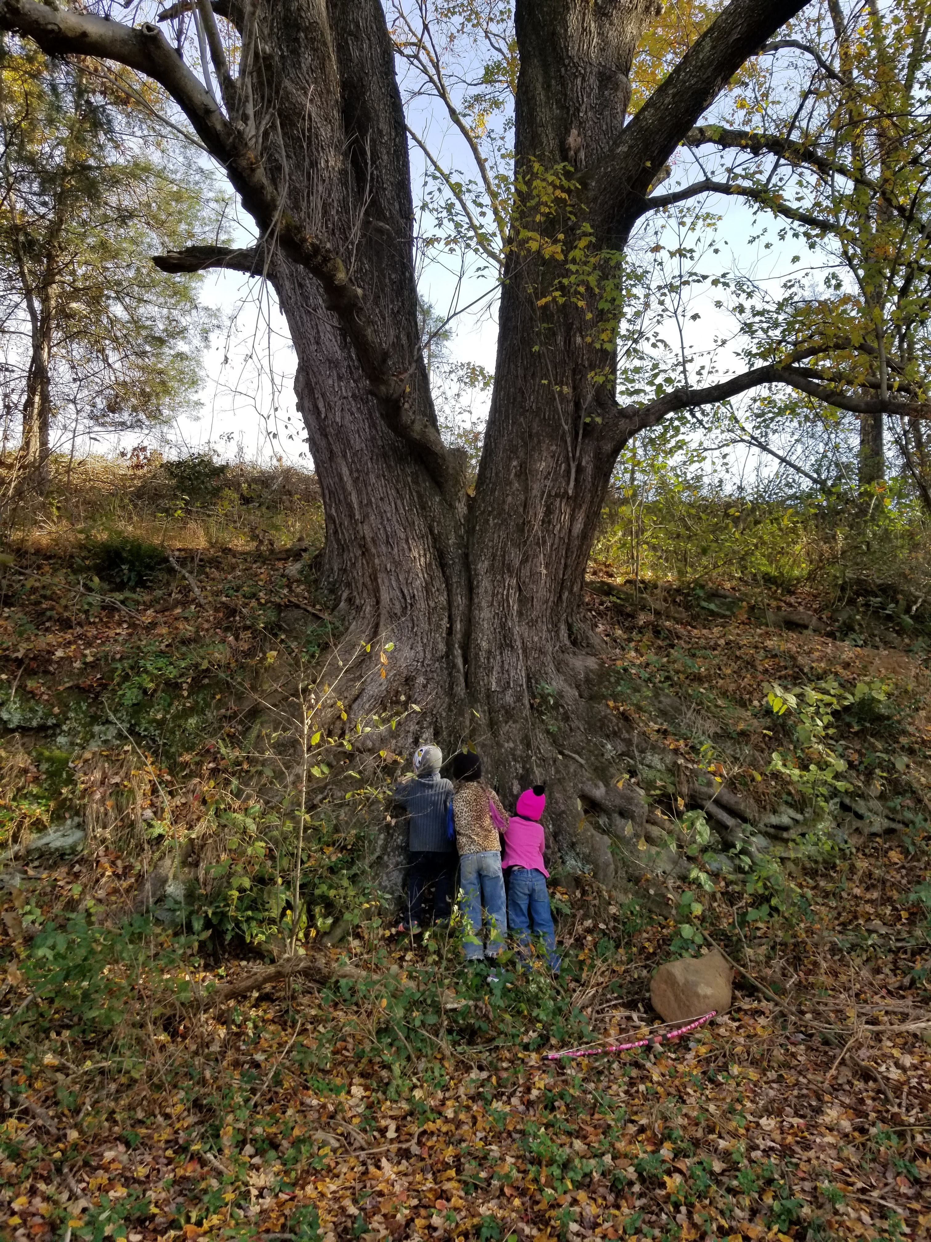 Our kids at the bottom of Hometree, Hurricane Camille survivor.