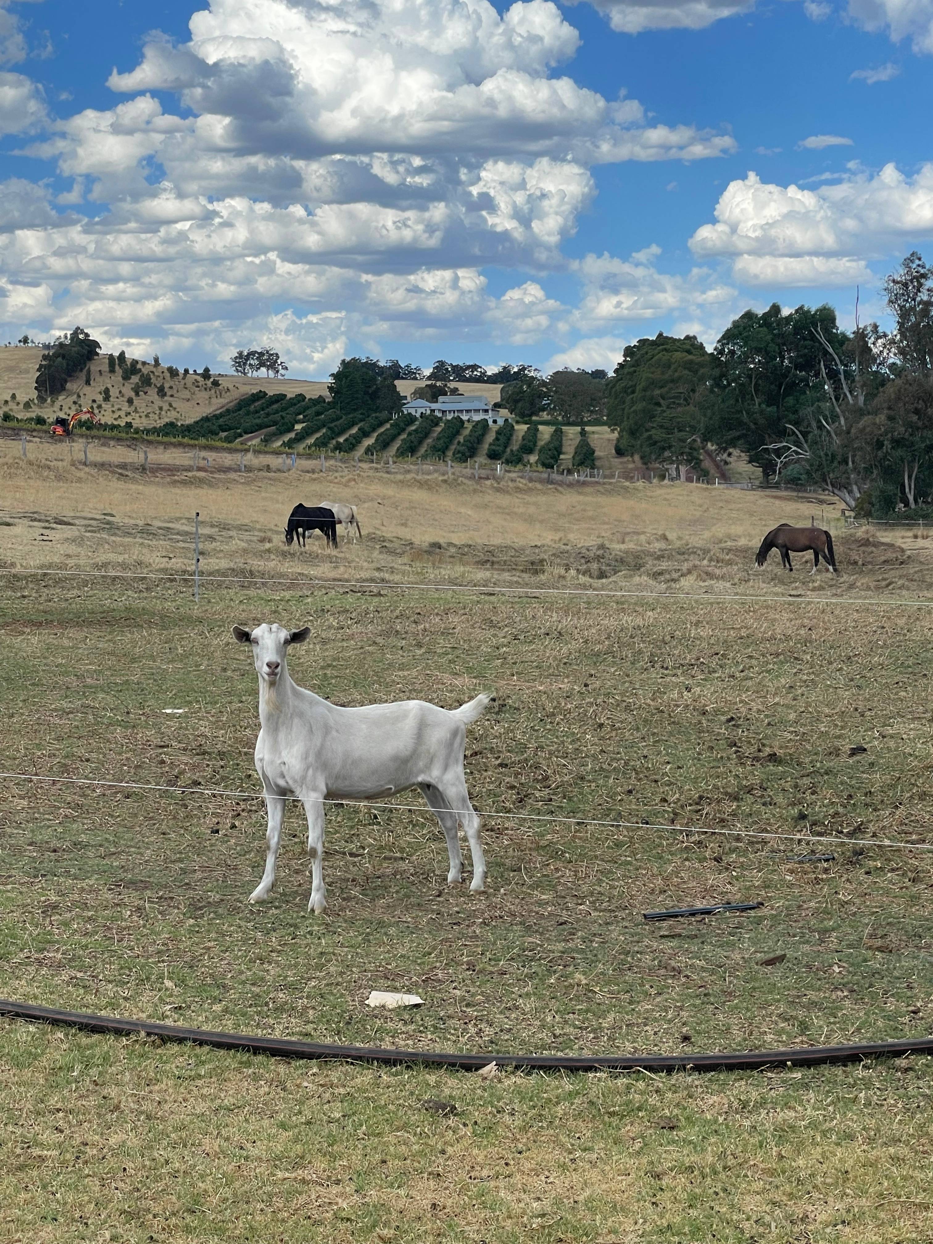 Jenny and her equine friends