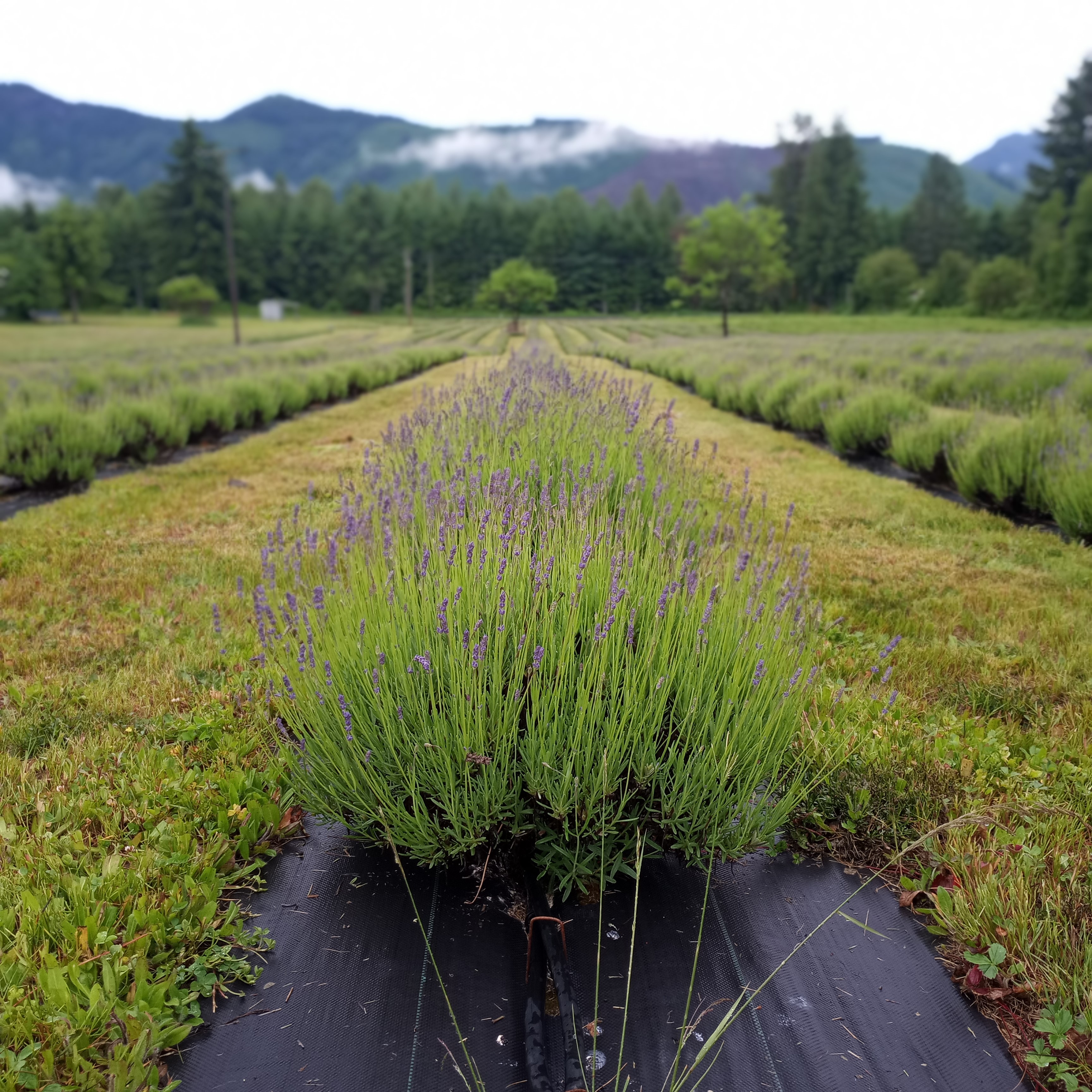 Mountain Lavender Escape