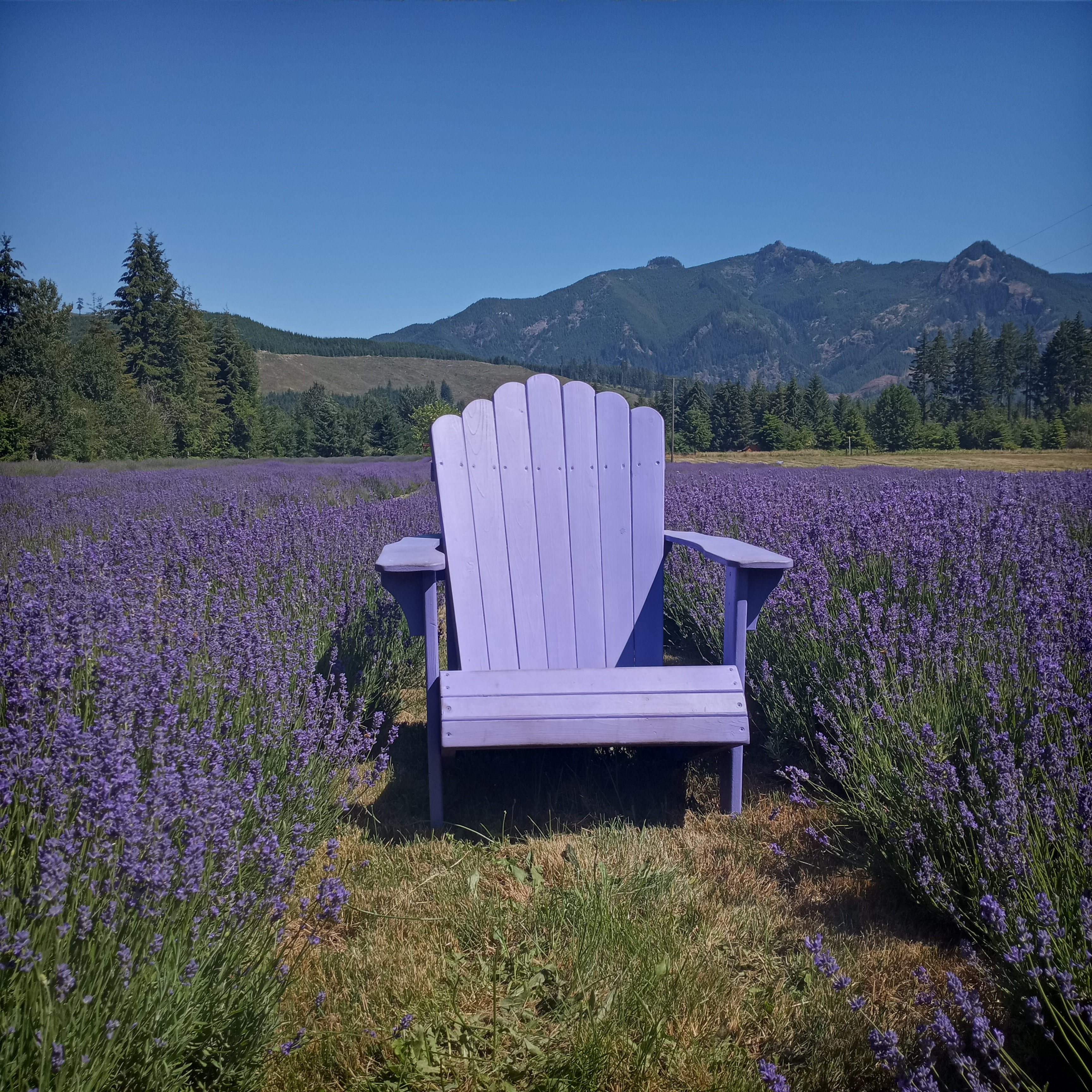 Mountain Lavender Escape