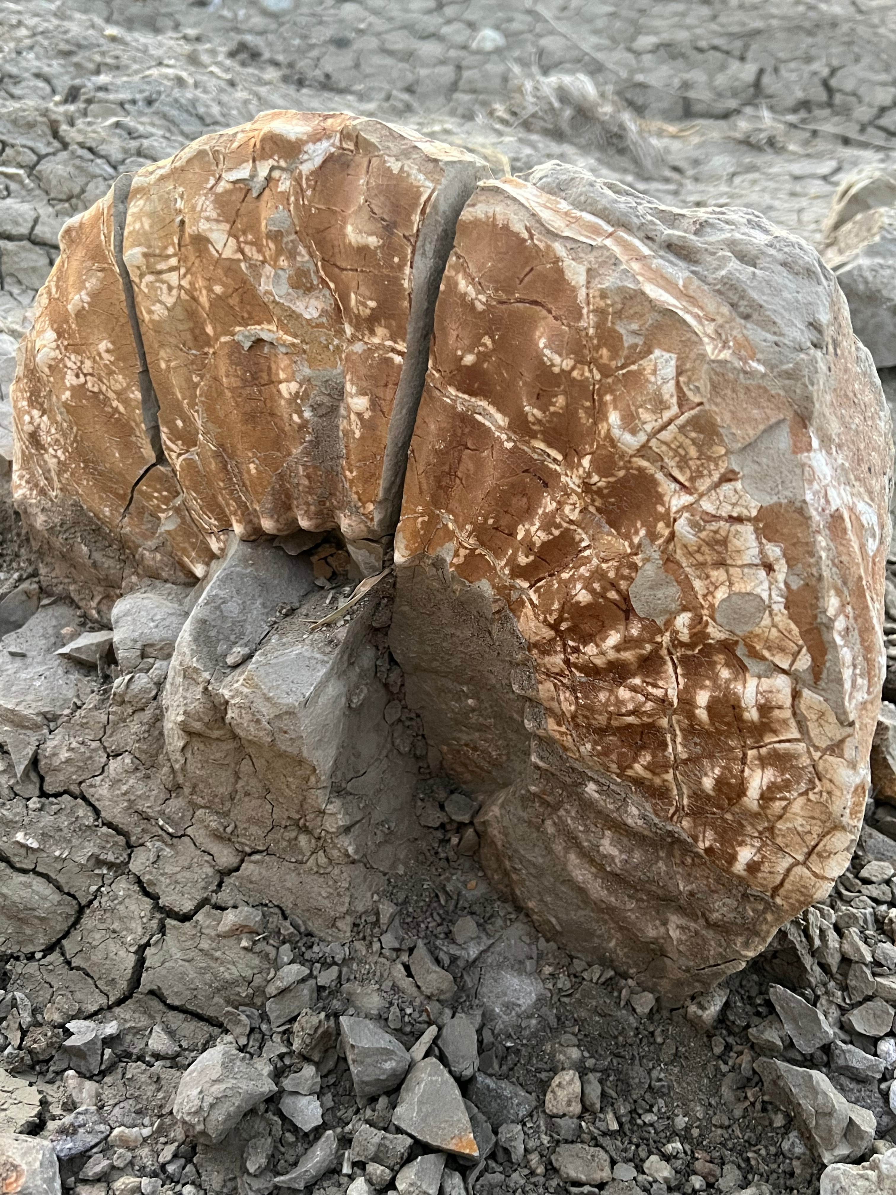 Ammonite fossil found on property