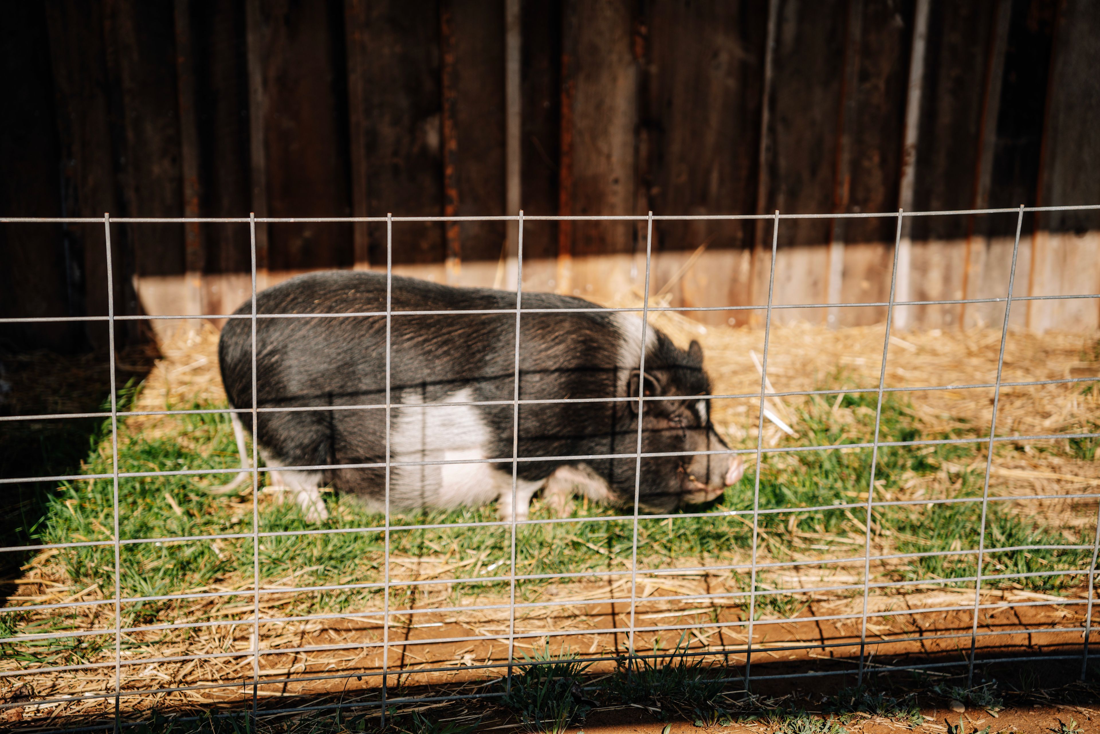 George the pig was so friendly and we loved hearing about his story! 