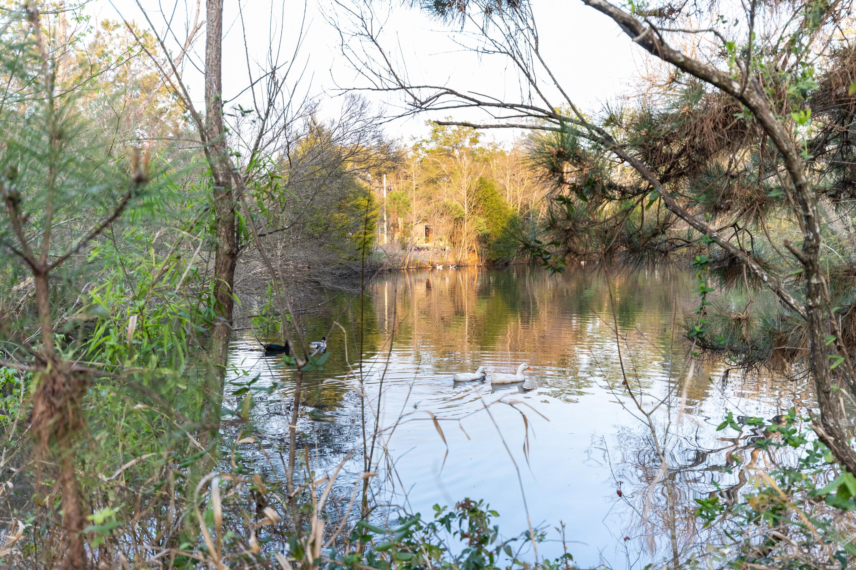 Moonpie Farm and Creamery
