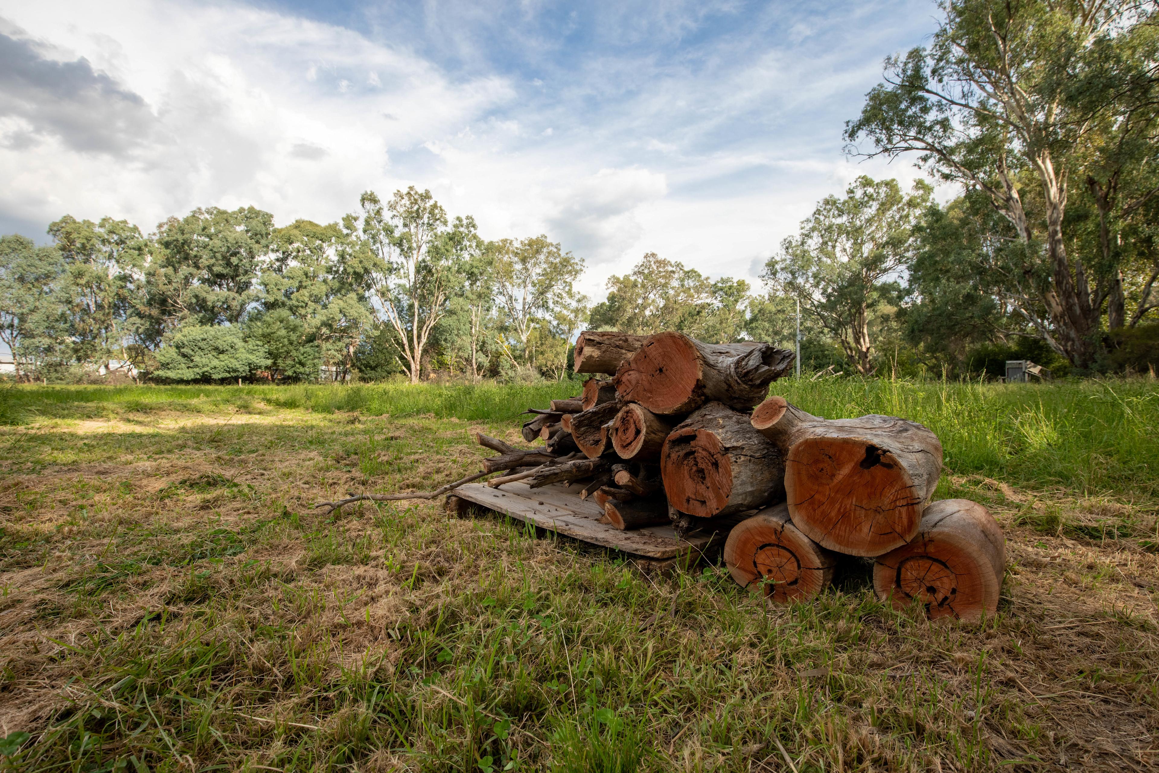 Pile of firewood at a private mowed out site. 