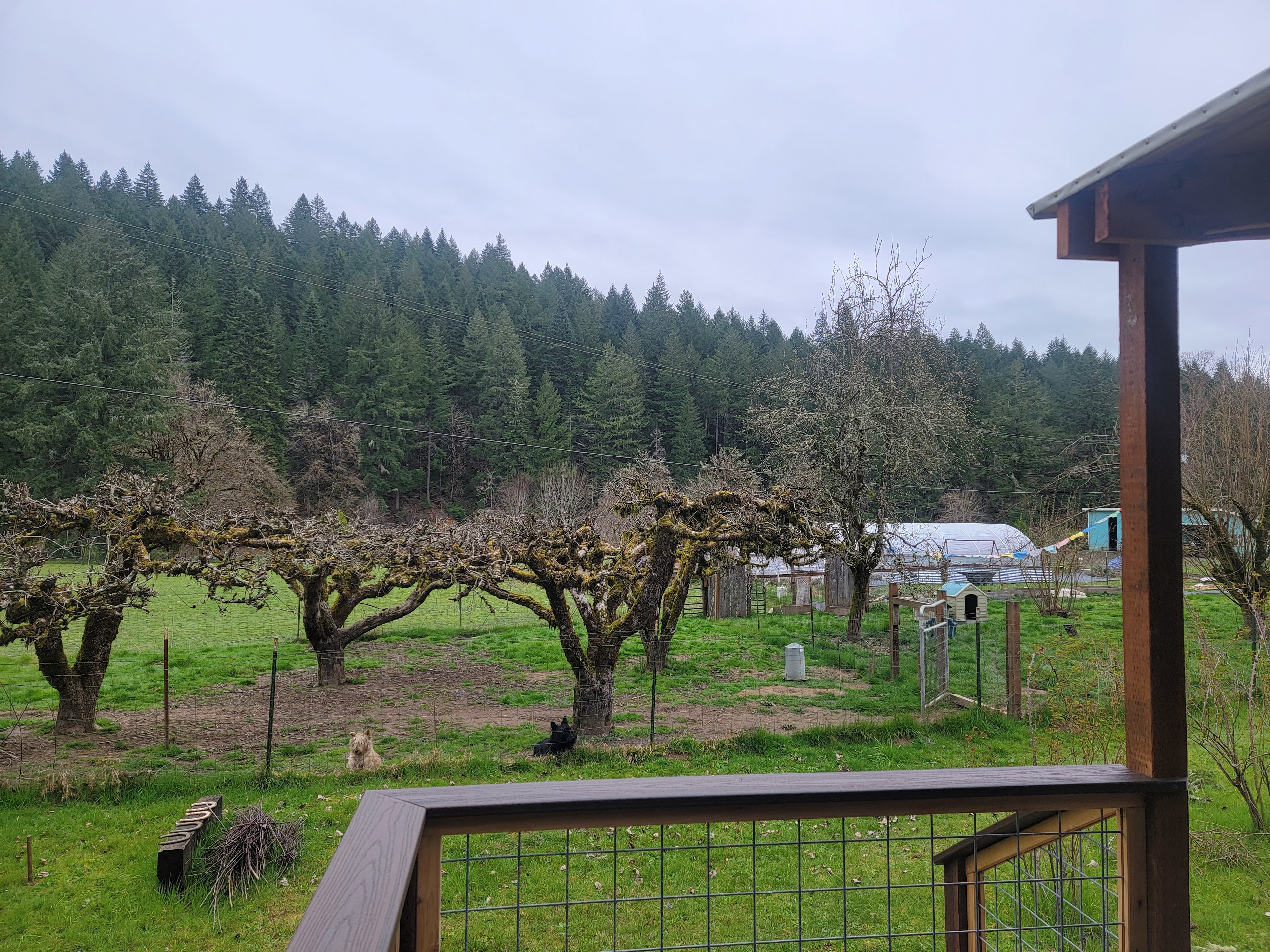 Pheasant Creek Yurt