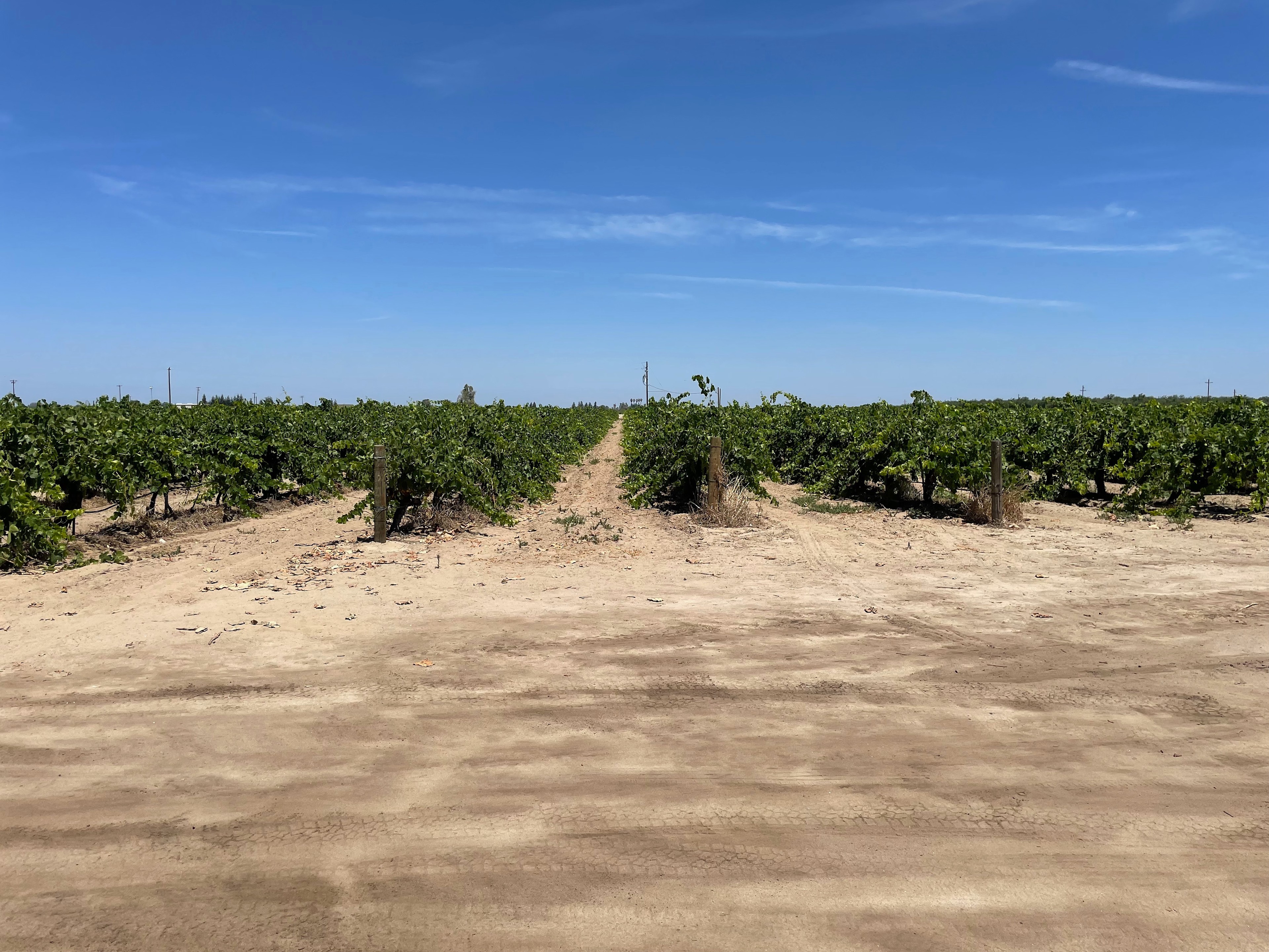 RandCher Vineyards