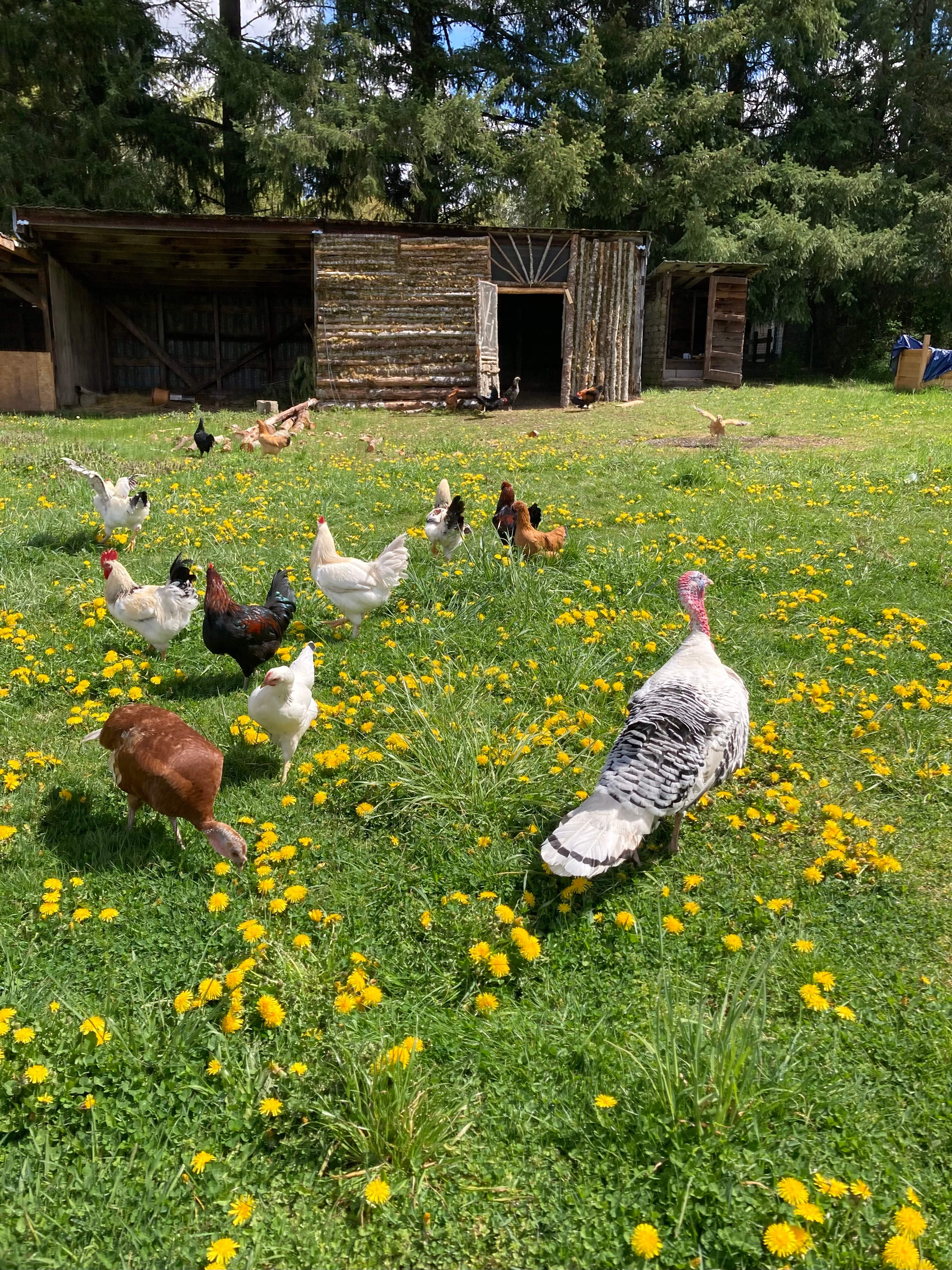 The chickens and turkeys are free ranging about. Make sure to say hello