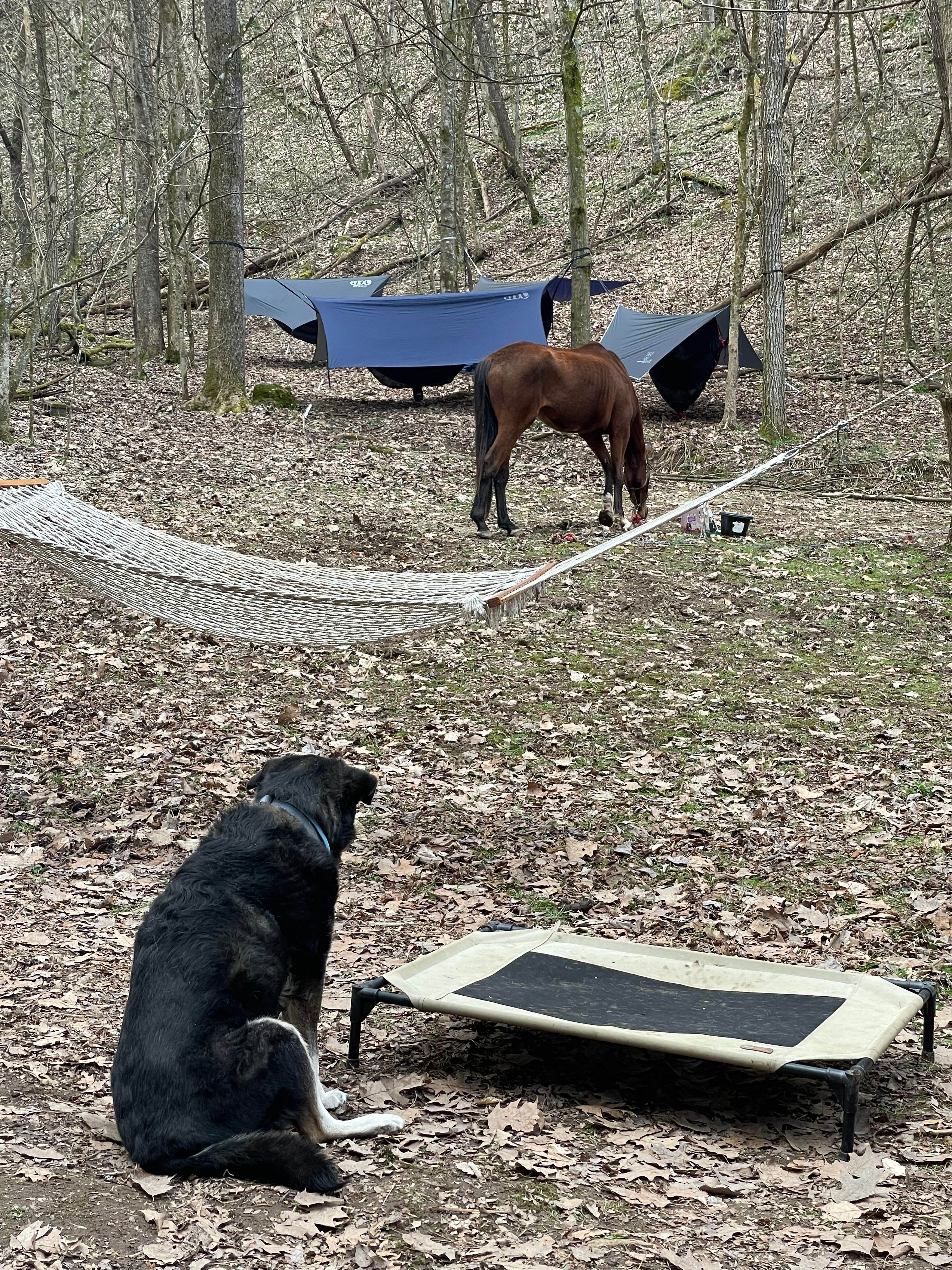 Big Foot Holler Camping