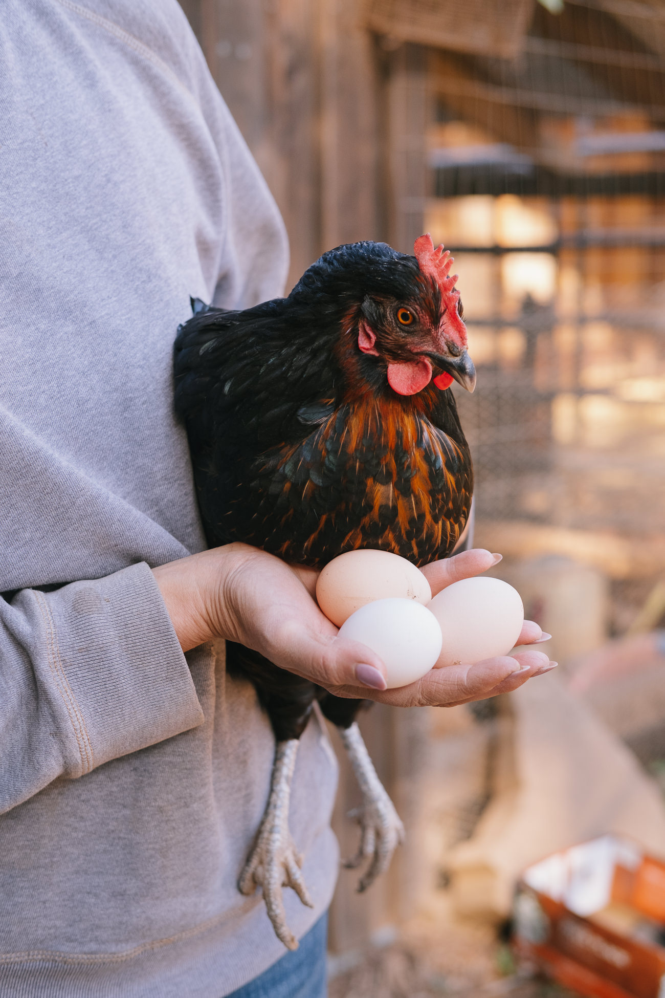 BANKS RANCH IN THE REDWOODS