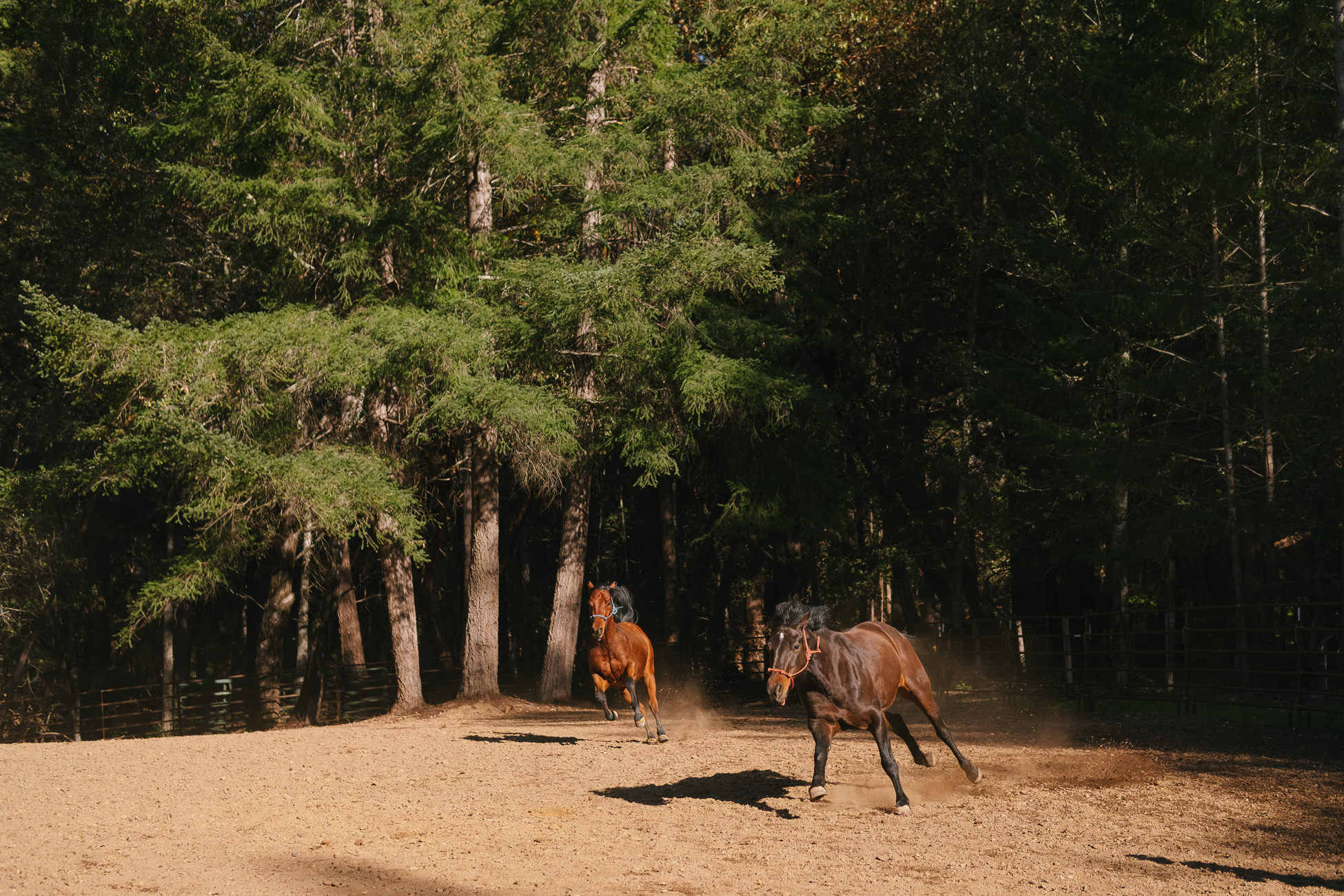 BANKS RANCH IN THE REDWOODS