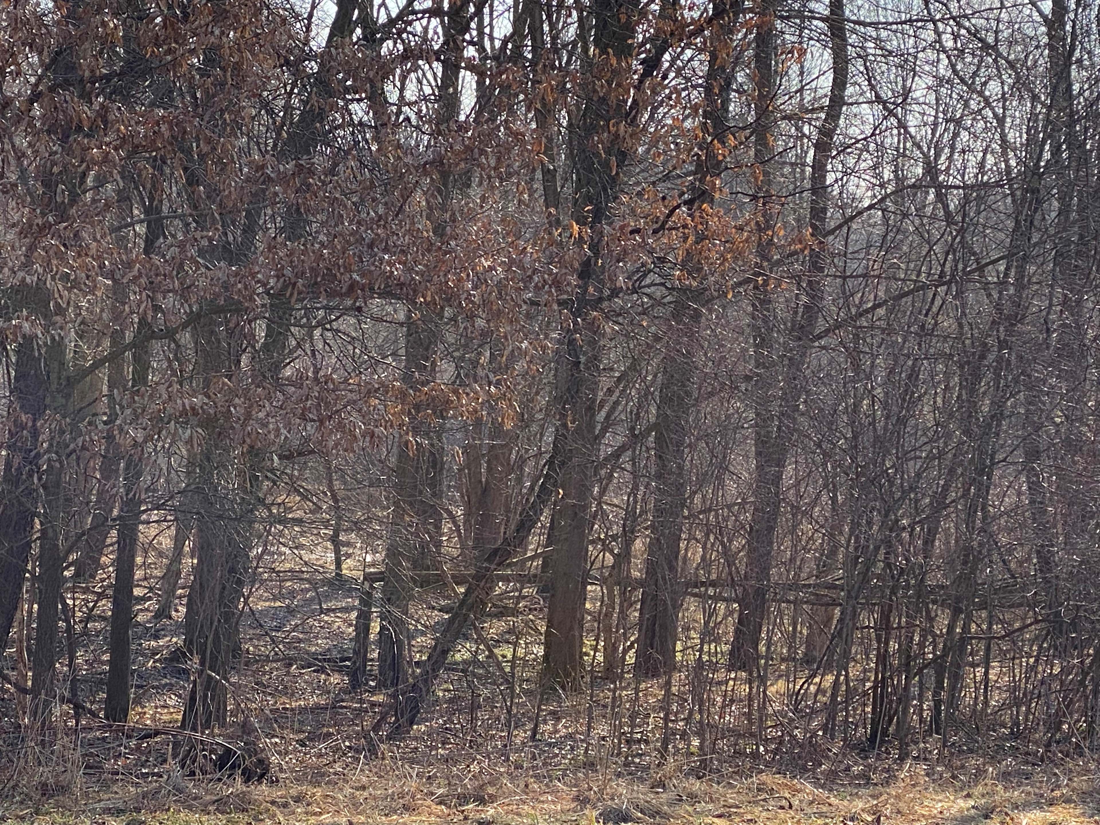 Wooded spot