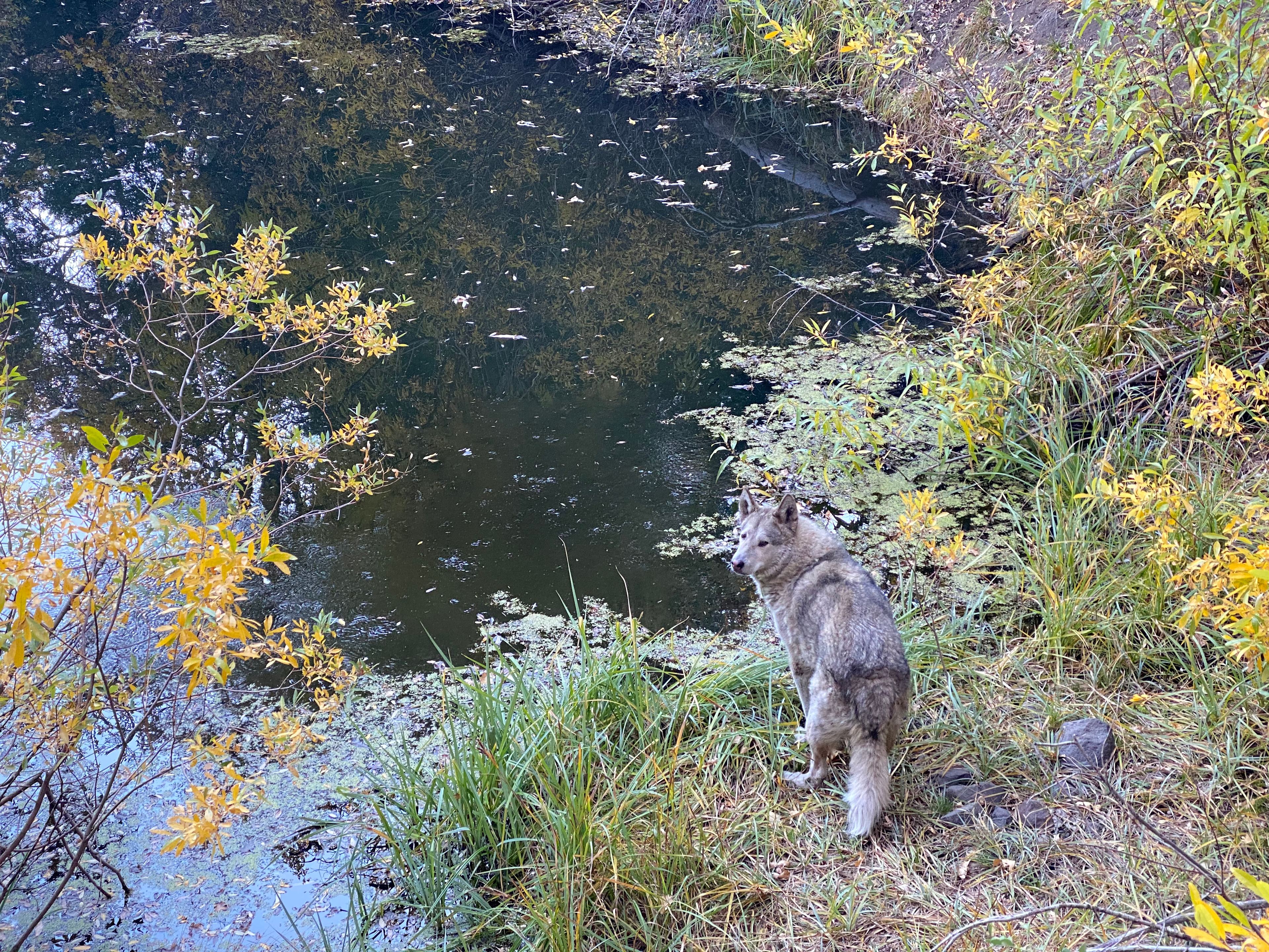 The Magic Pond — the lower spring fed pond, in fall.
