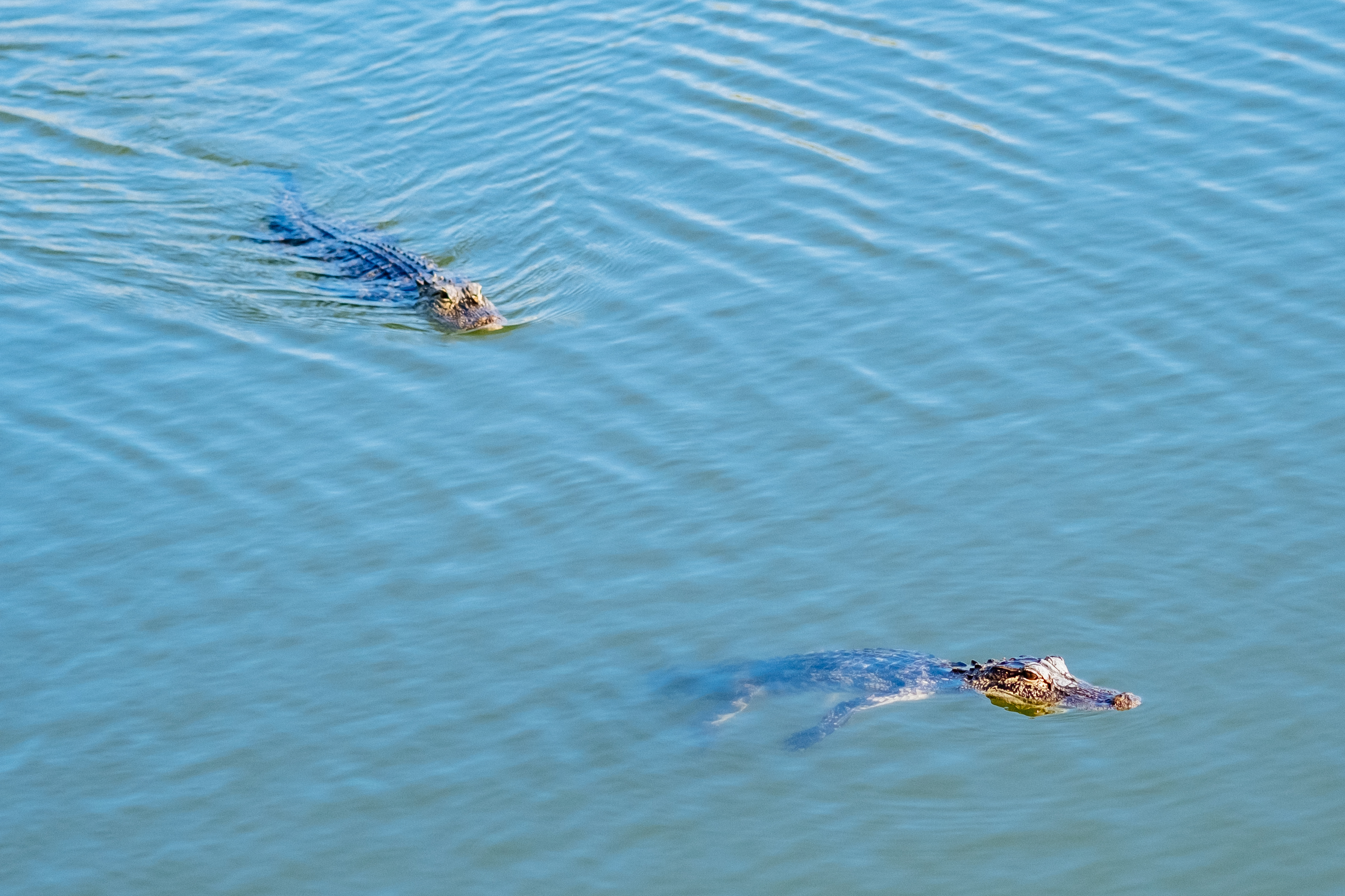 Gators! DO NOT FEED!