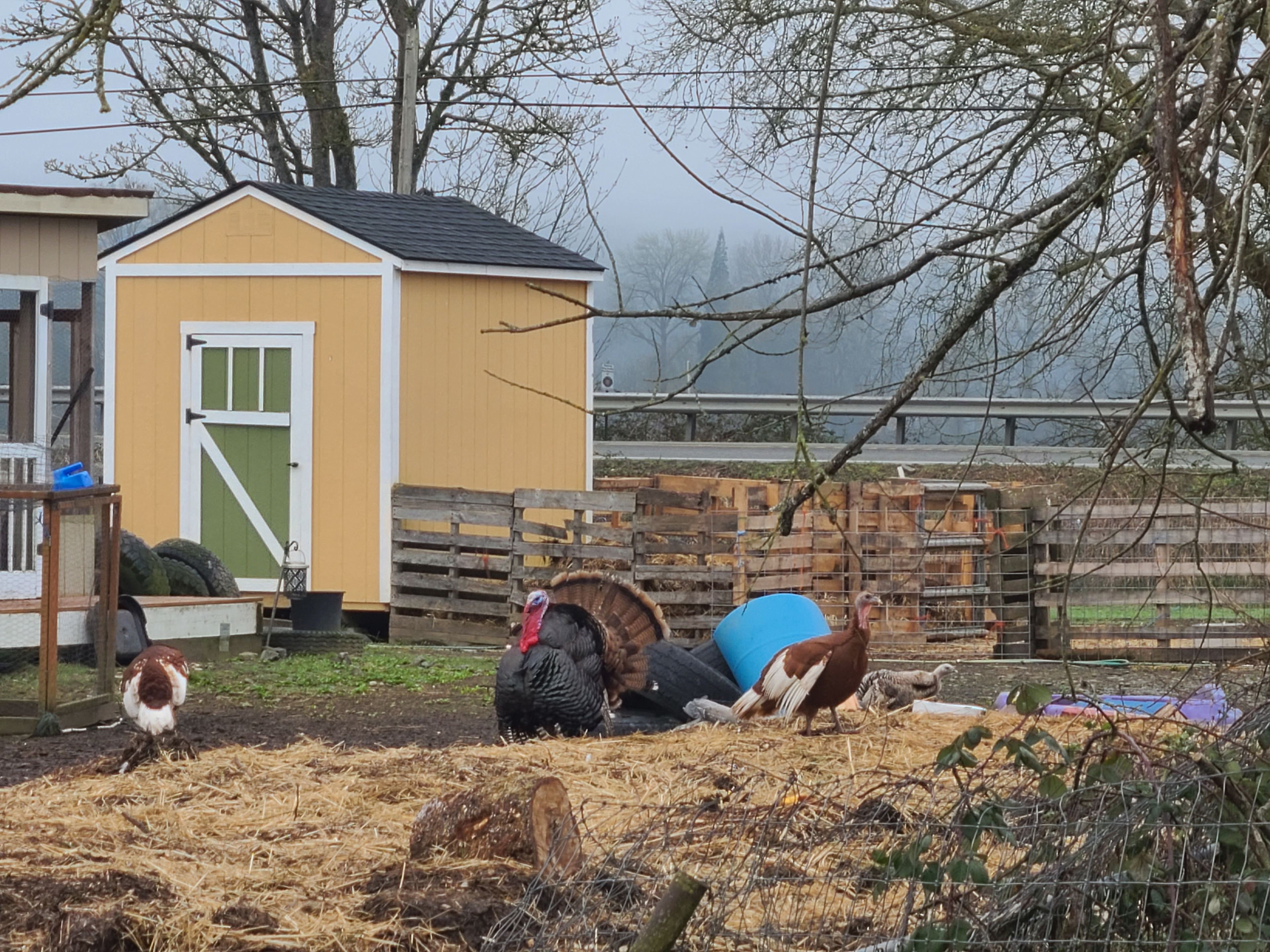 Handsome Turkey strutting his stuff.