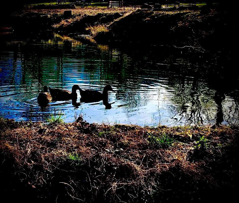 Walk along the Creekside to discover a duck pond just minutes from the campsite! 
