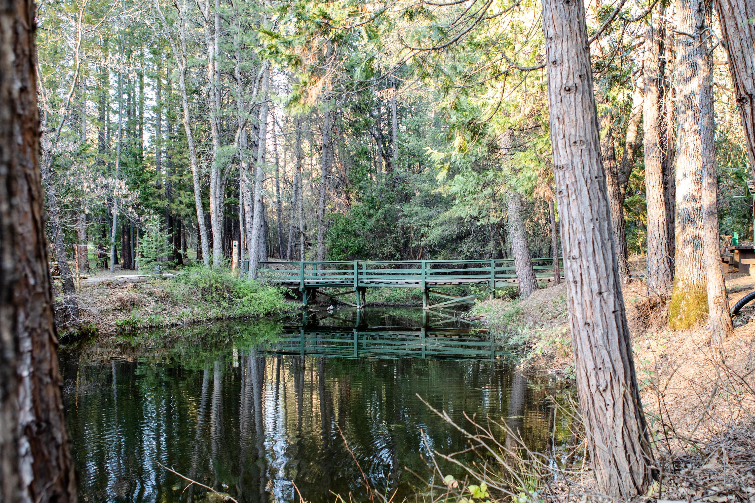 Camp Treefeathers