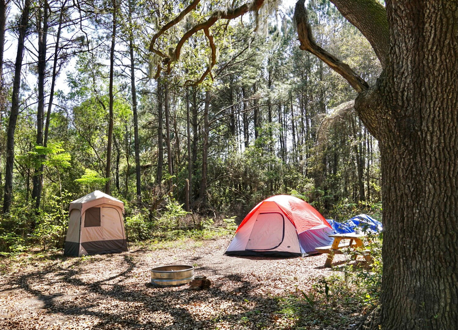 View of site 2 sheltered and framed by an impressive oak! 
