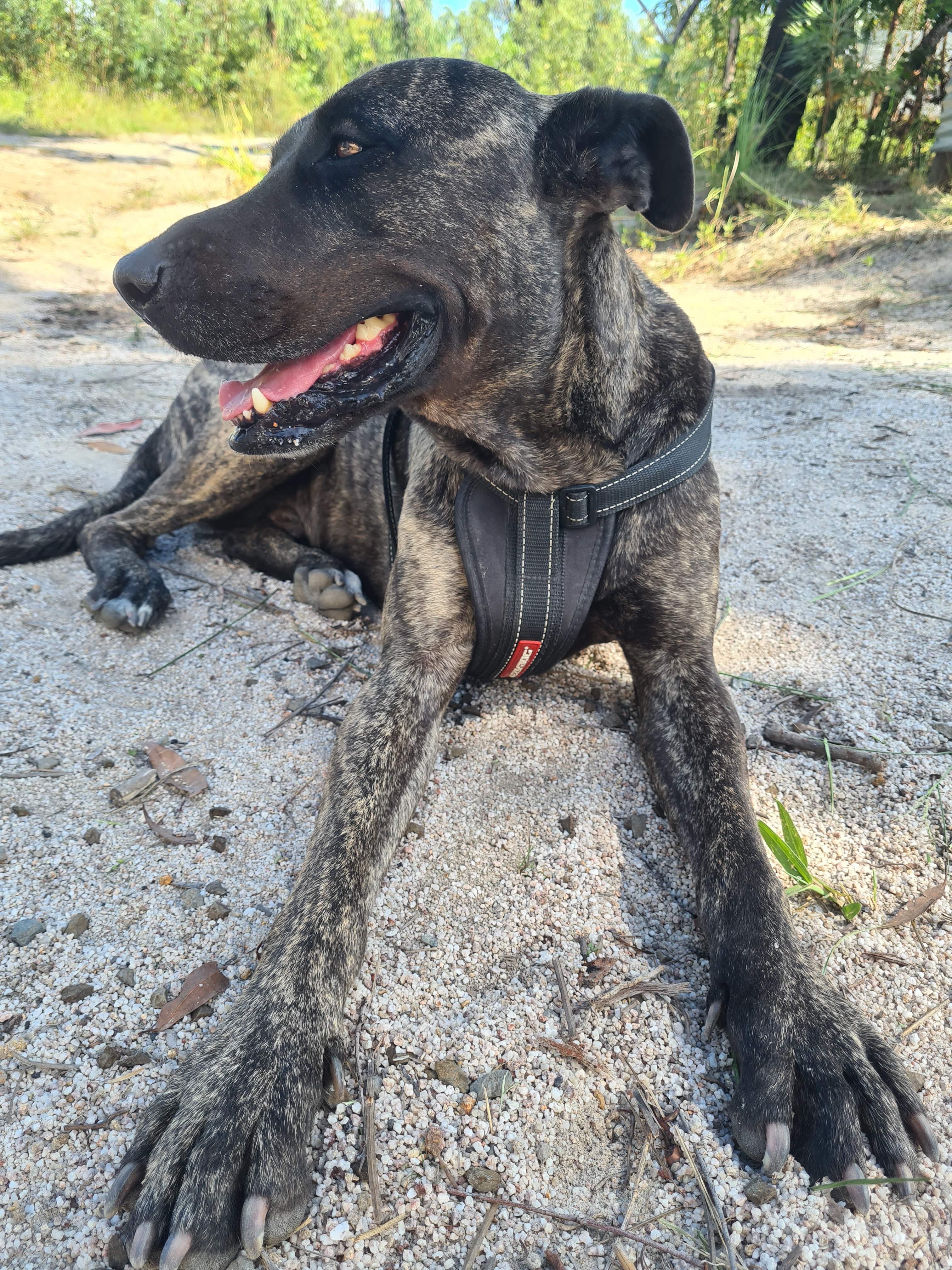 Mac - is always on a leash - he broke is leg a while back. Also the most protective.