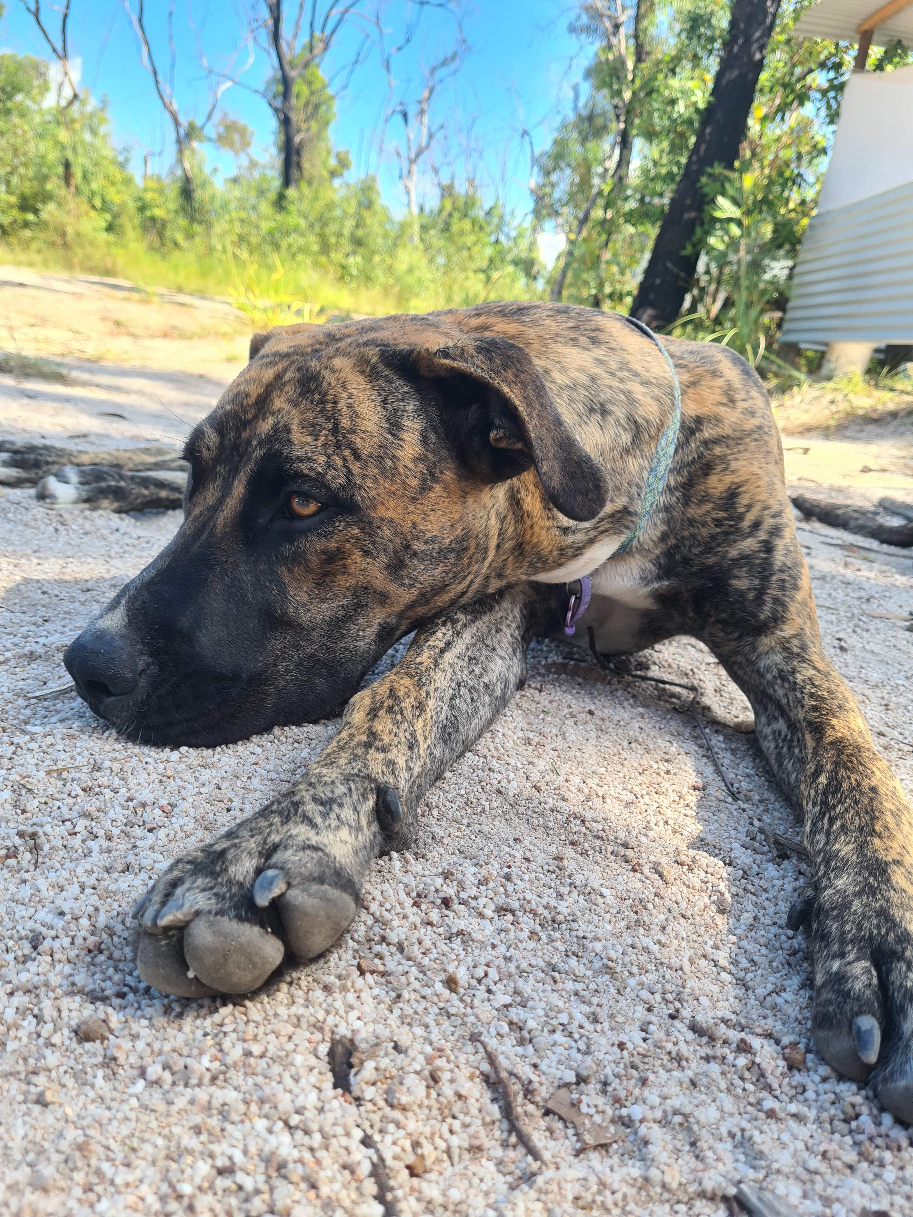 Rue - the young pup that annoys everyone