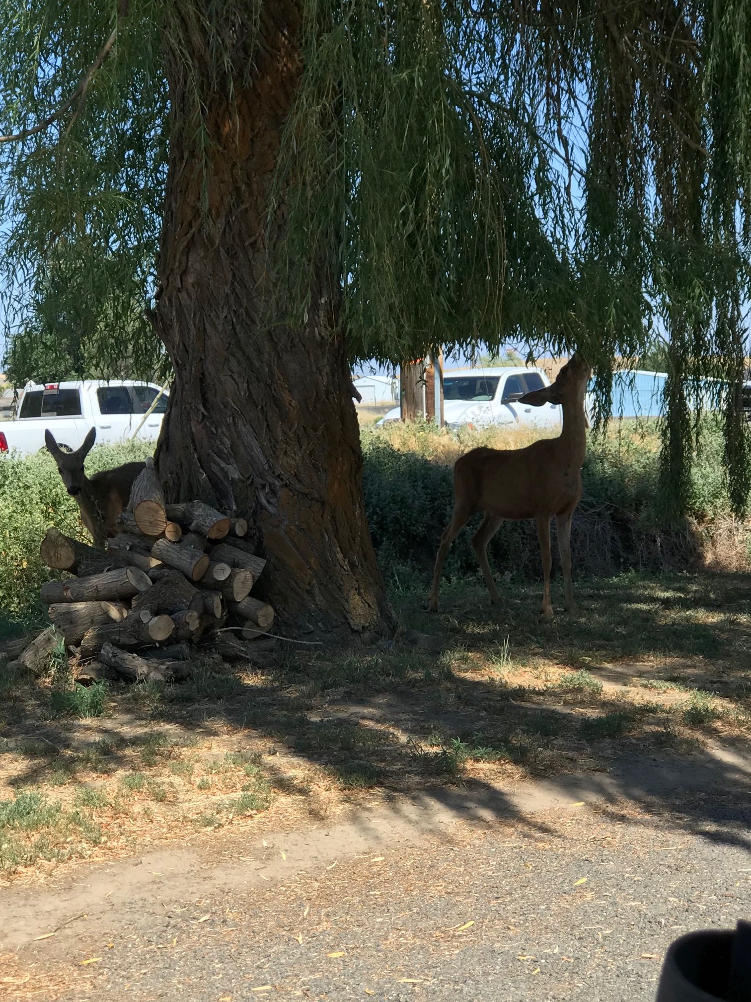 Just a few of the creatures that wonder the park