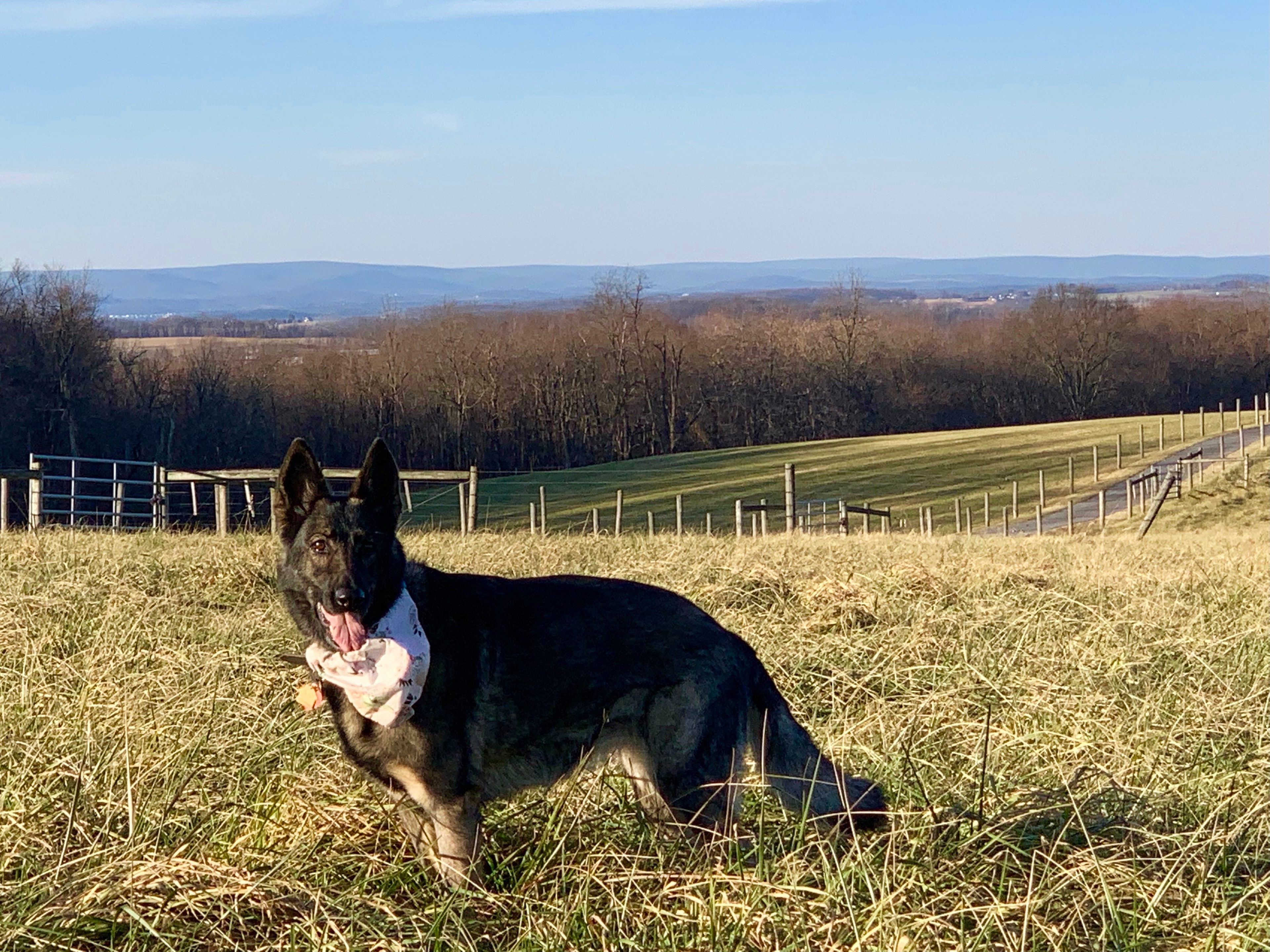 This is Bonnie, our sweet 'Grandpuppy' who often visits the farm. We welcome your friendly pup to Willows Farm, but kindly ask that you keep them from barking at and/or chasing the cattle.