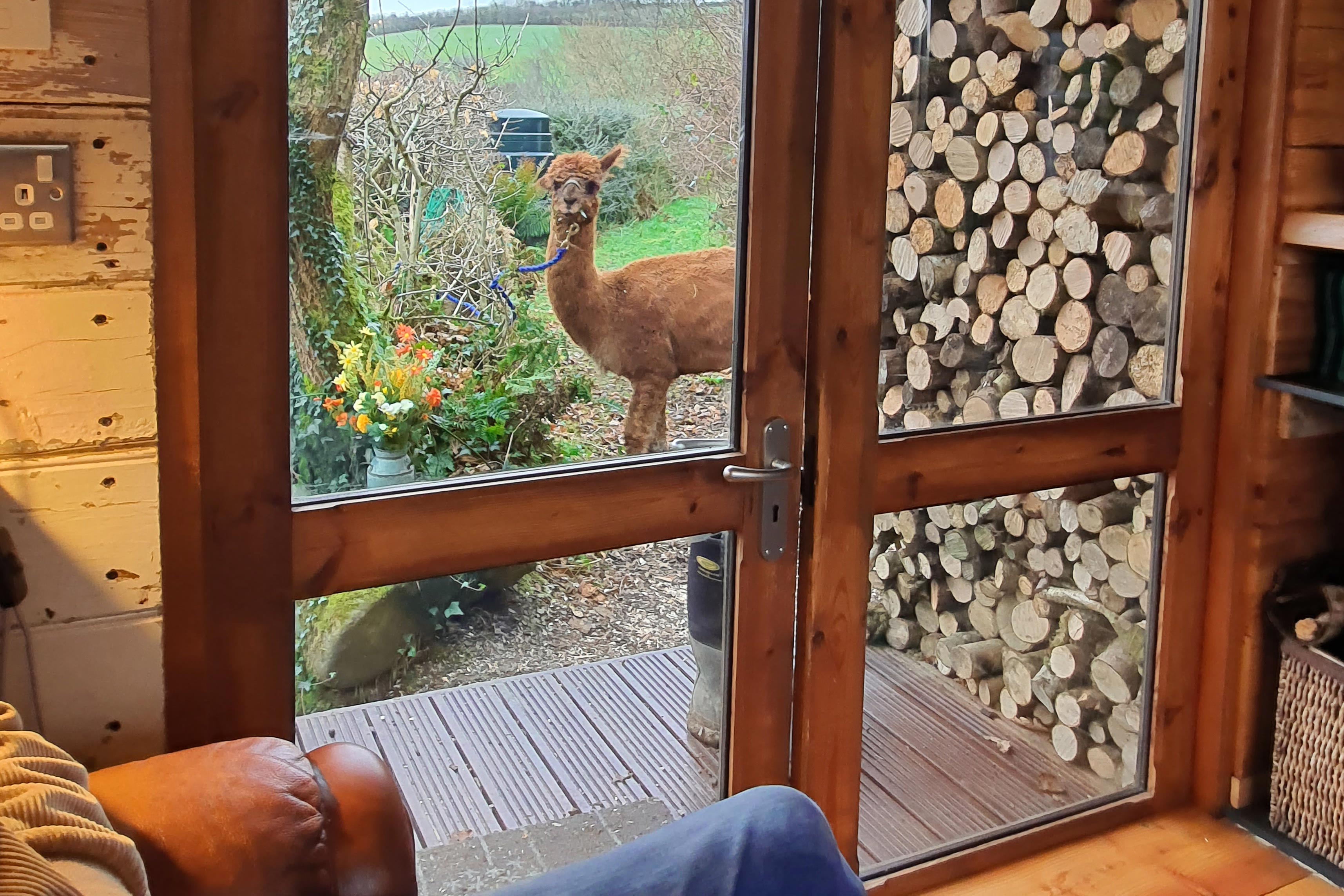 Alpacas are always curious - 26 Alpacas in our herd