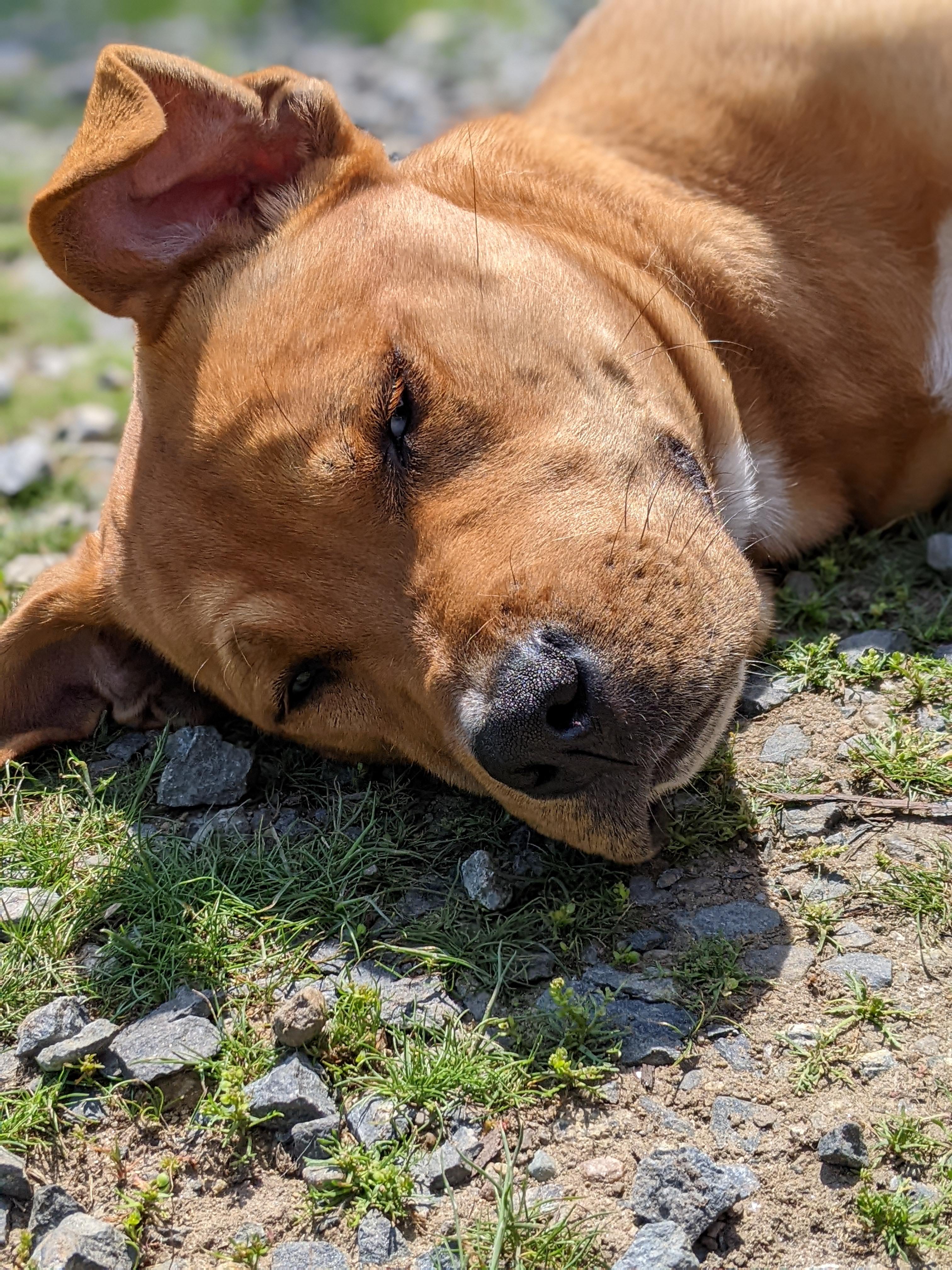 Bubba is the sweetest puppy!