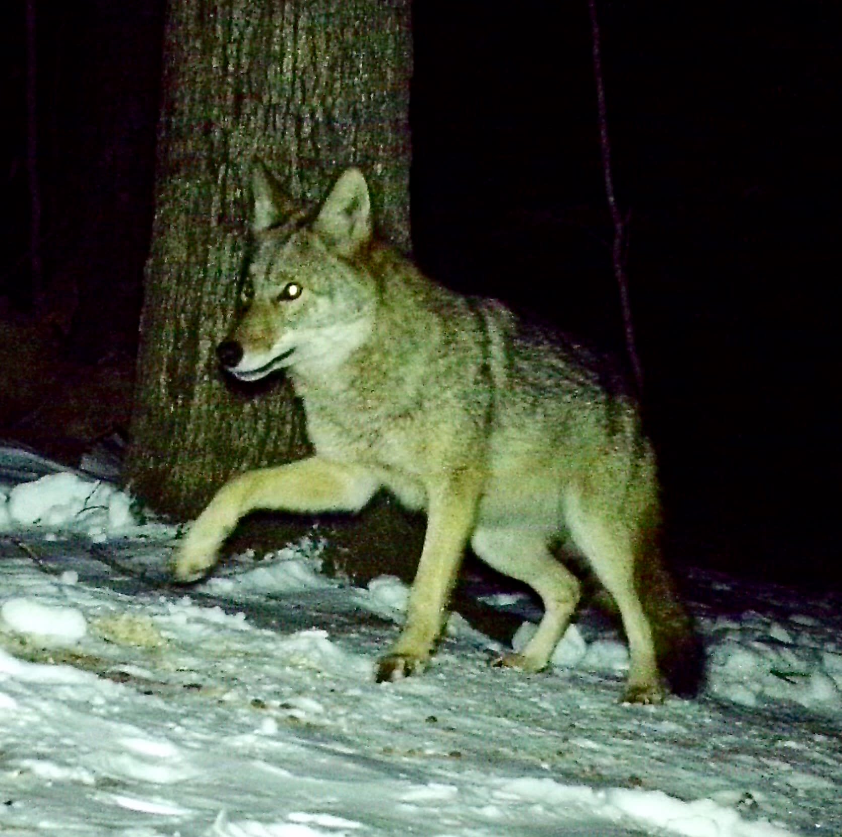 Water Forest Retreat
