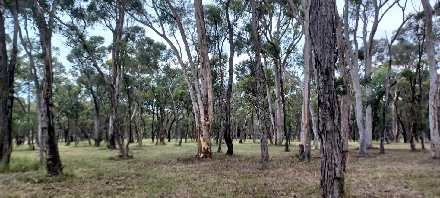 Crazy Critters Sanctuary