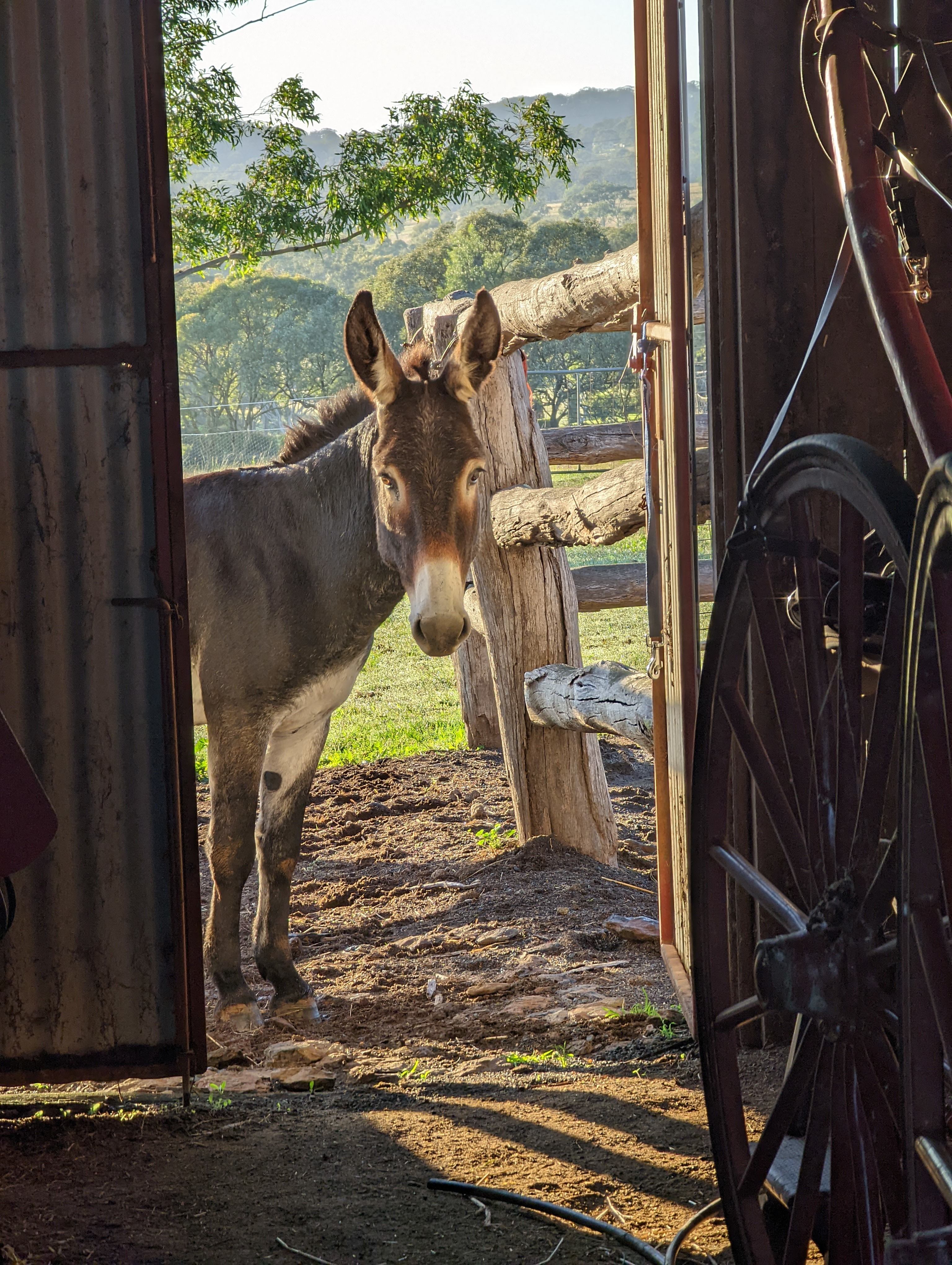 Barney, our resident donkey