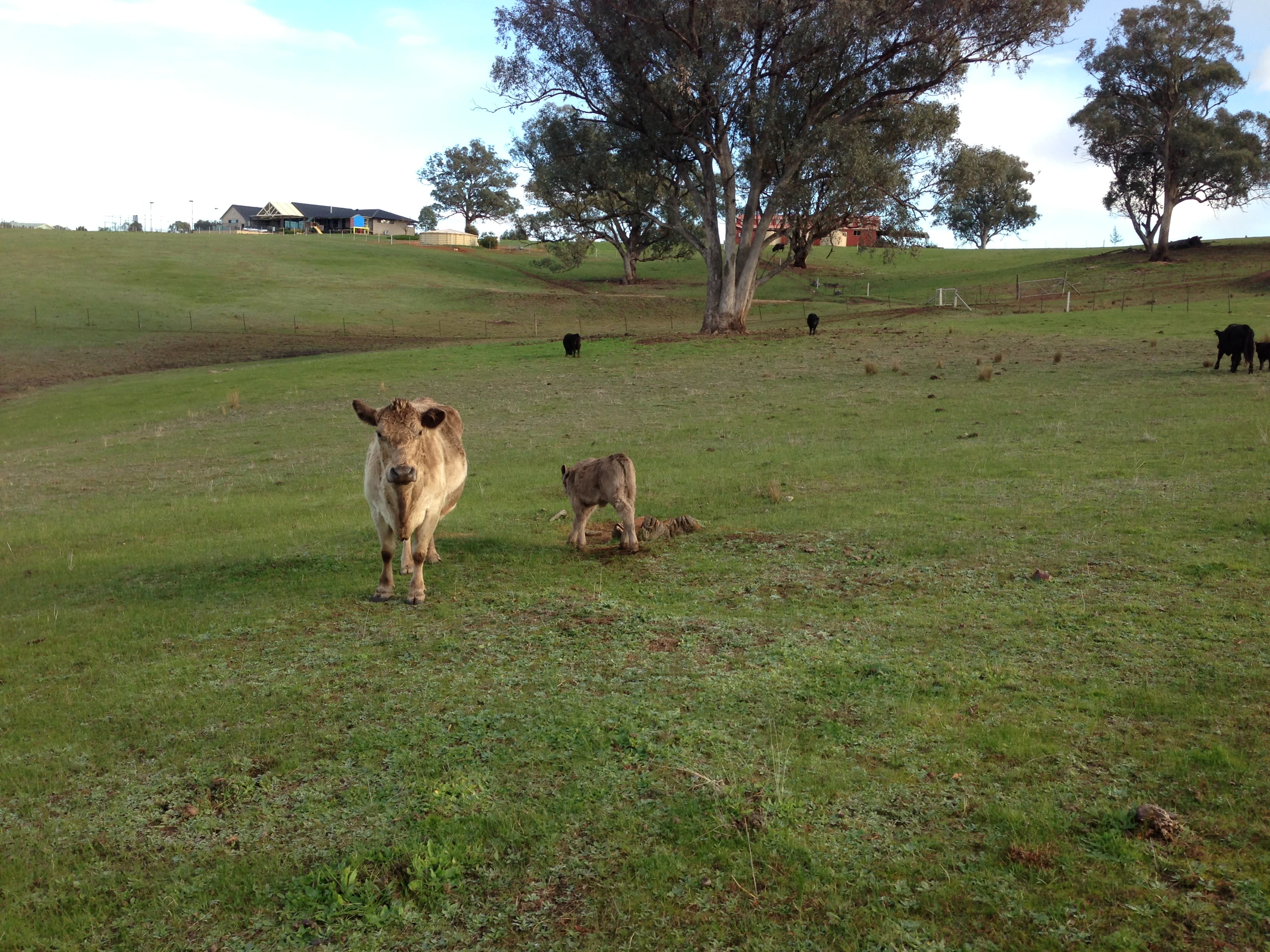 MOUNTAIN VIEW RETREAT