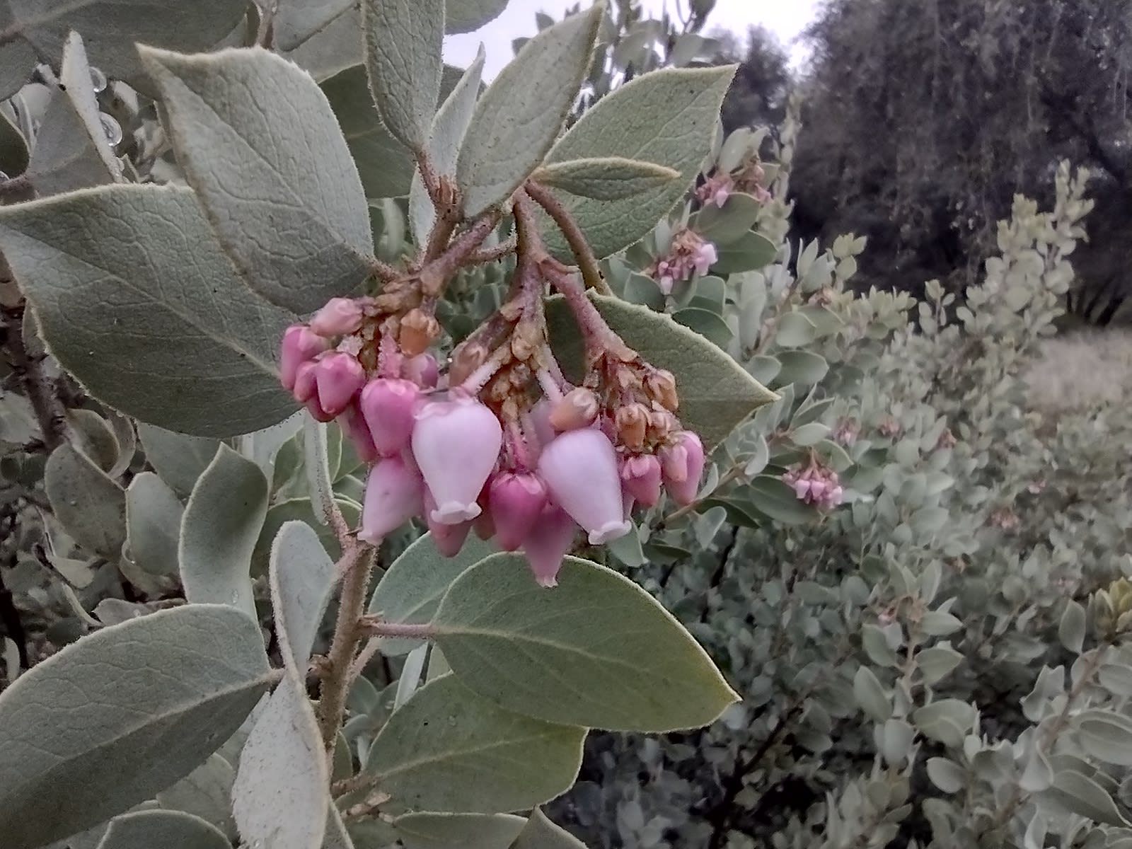 Manzanita blossoms are beautiful and fragrant.