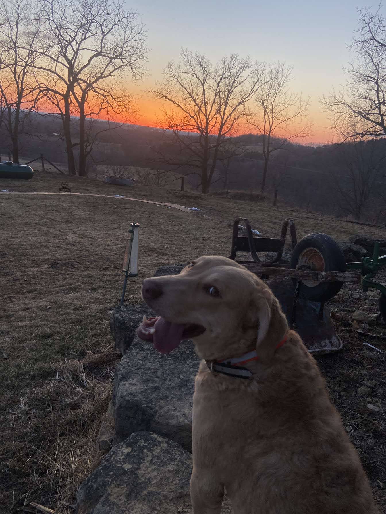Bailey, one of the ranch Chesapeake Bay Retrievers
