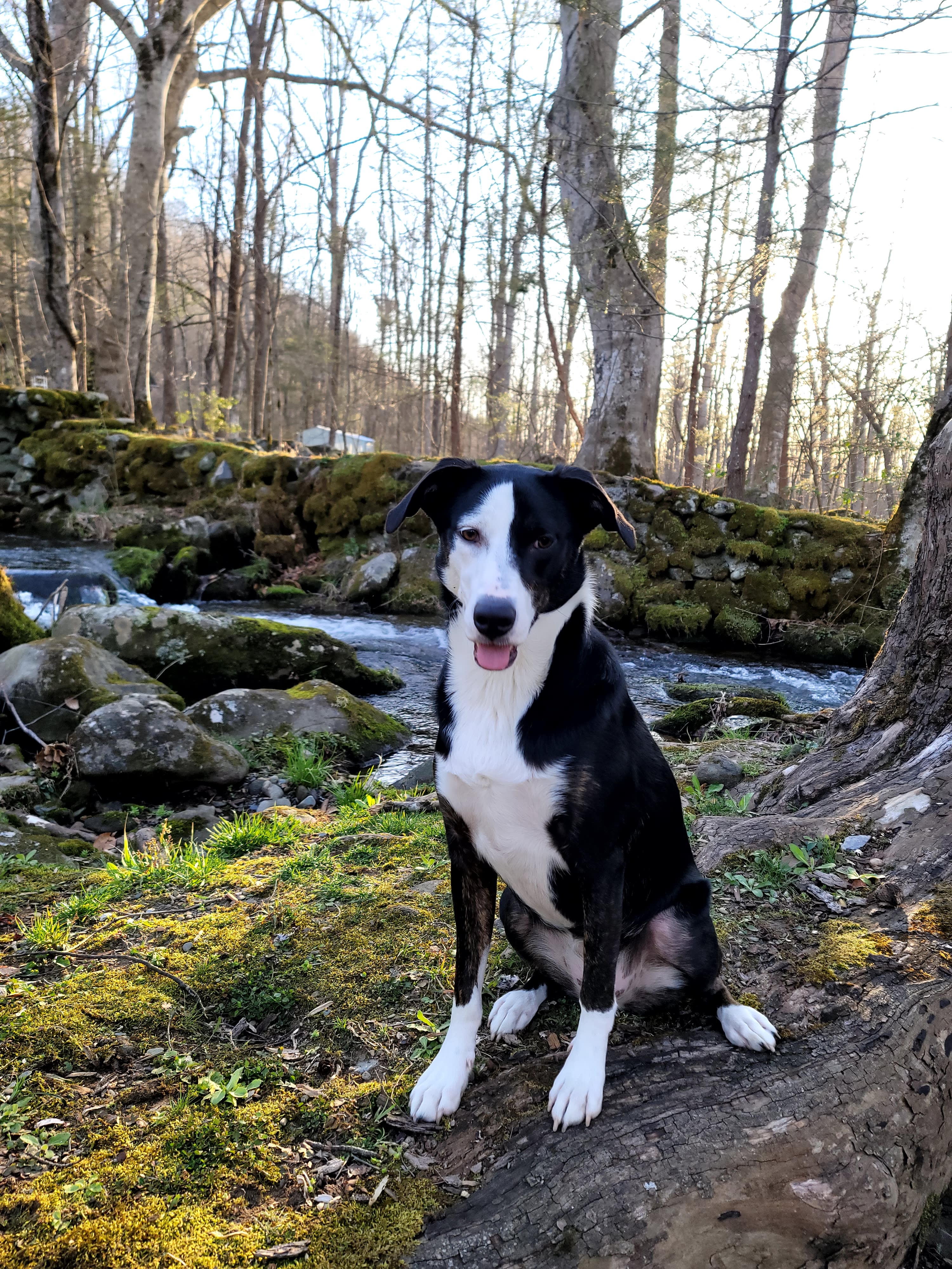 Magical Creekside Escape