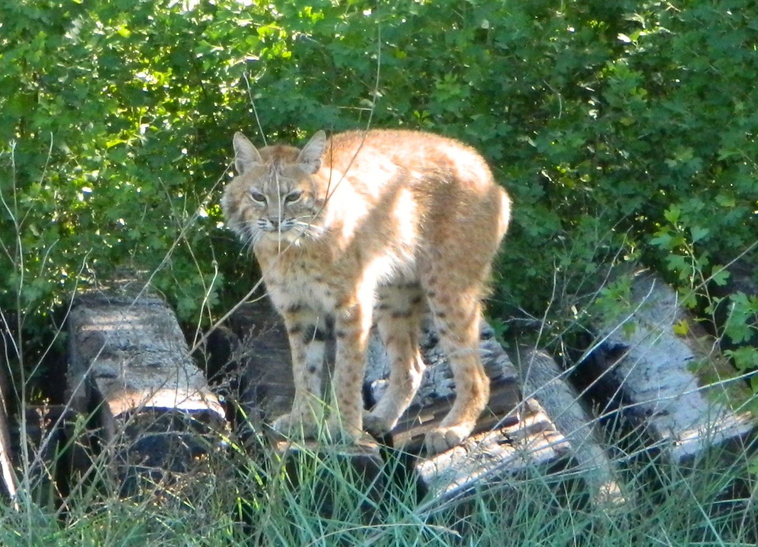 Abundant wildlife, maybe you will get lucky enough to see one of these!