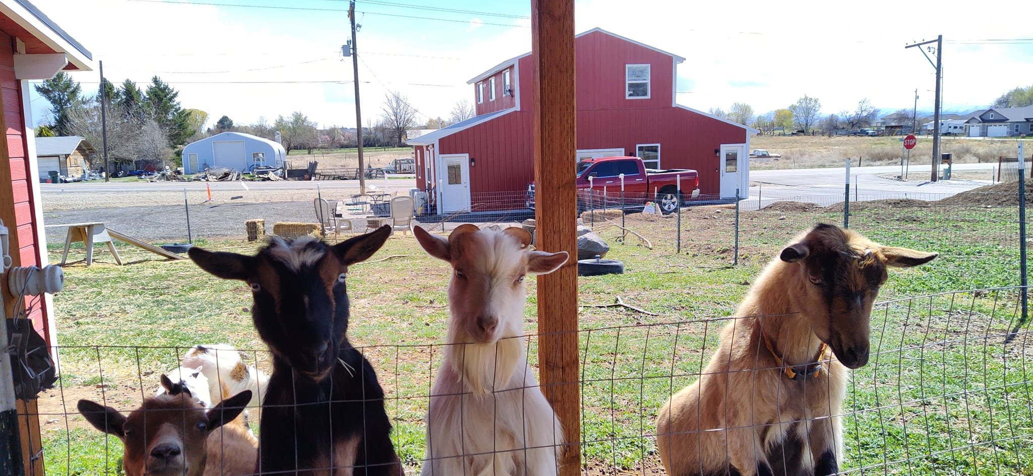 Rex & Cate's Hobby Farm