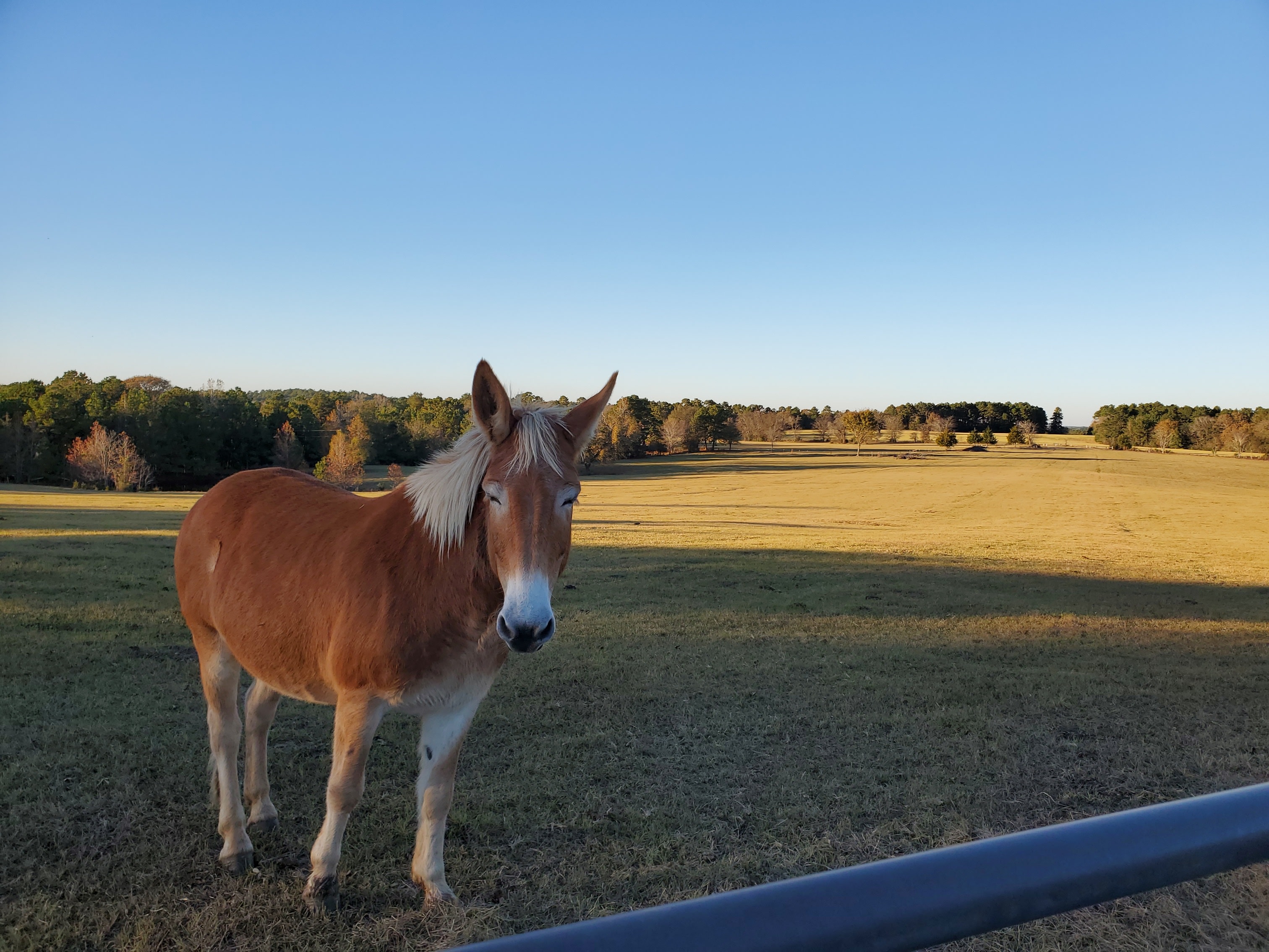One of two draft mules on the ranch
