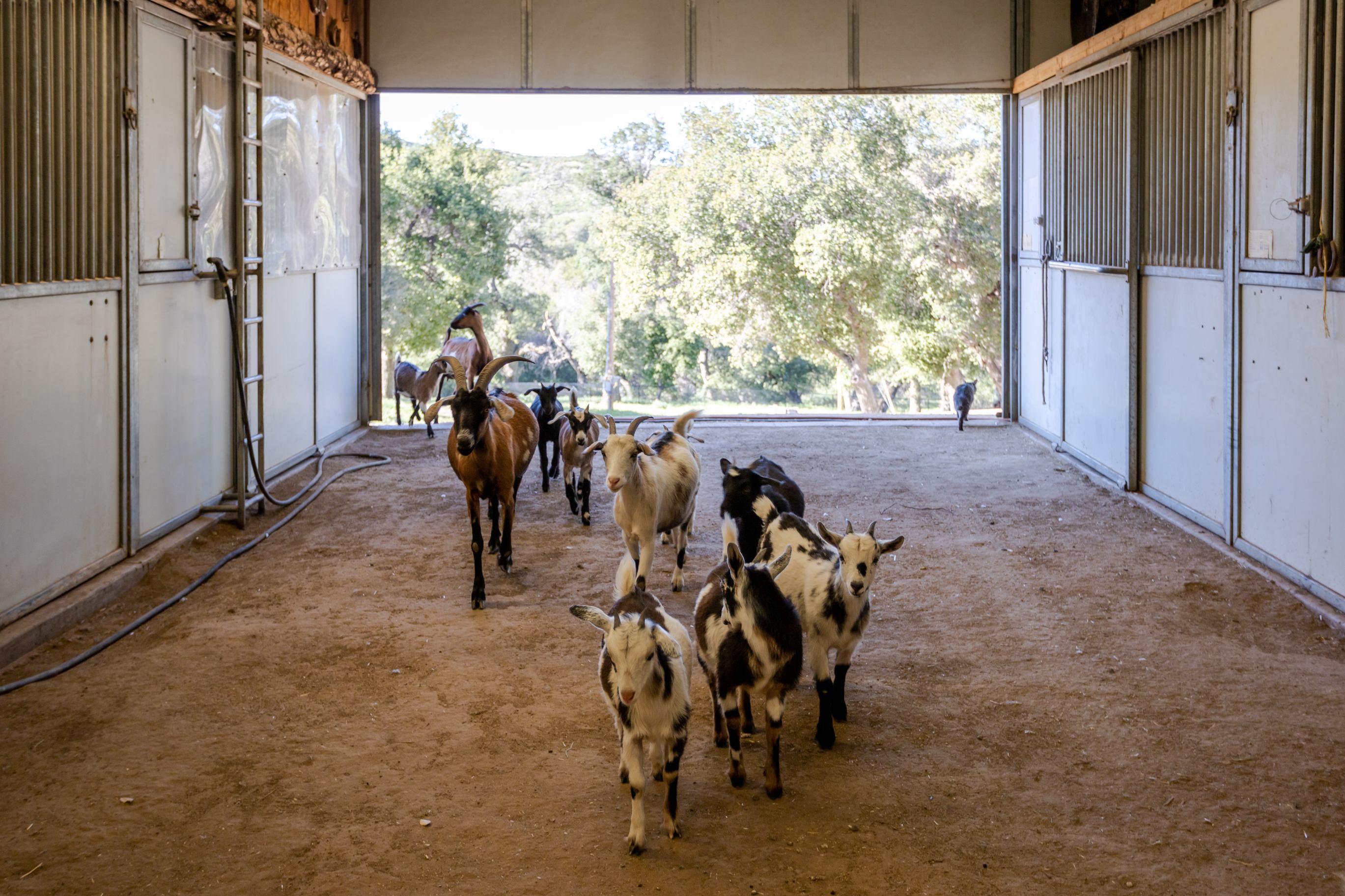 Watching the goats come in.
