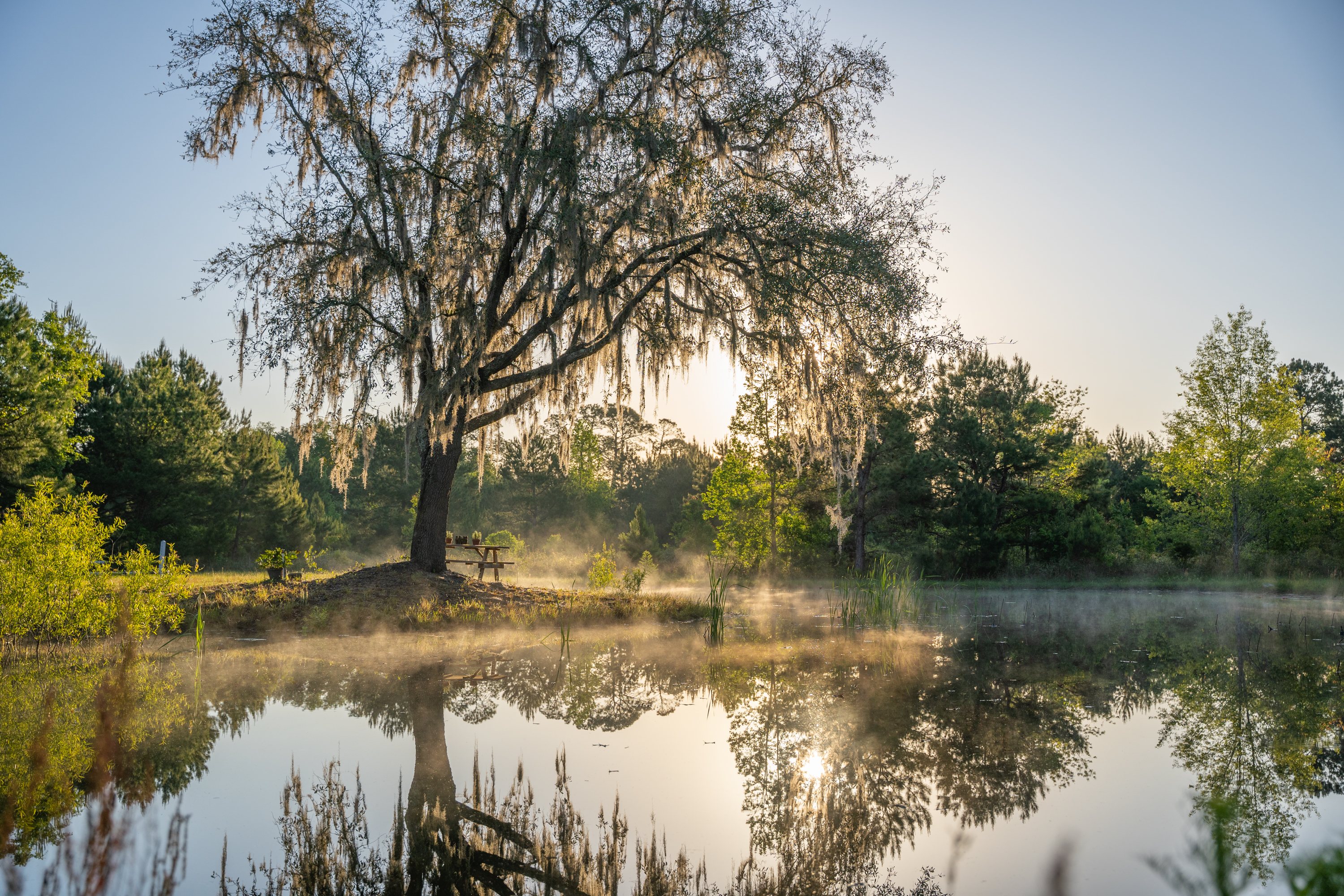Beautiful sunrise and morning fog over the pond