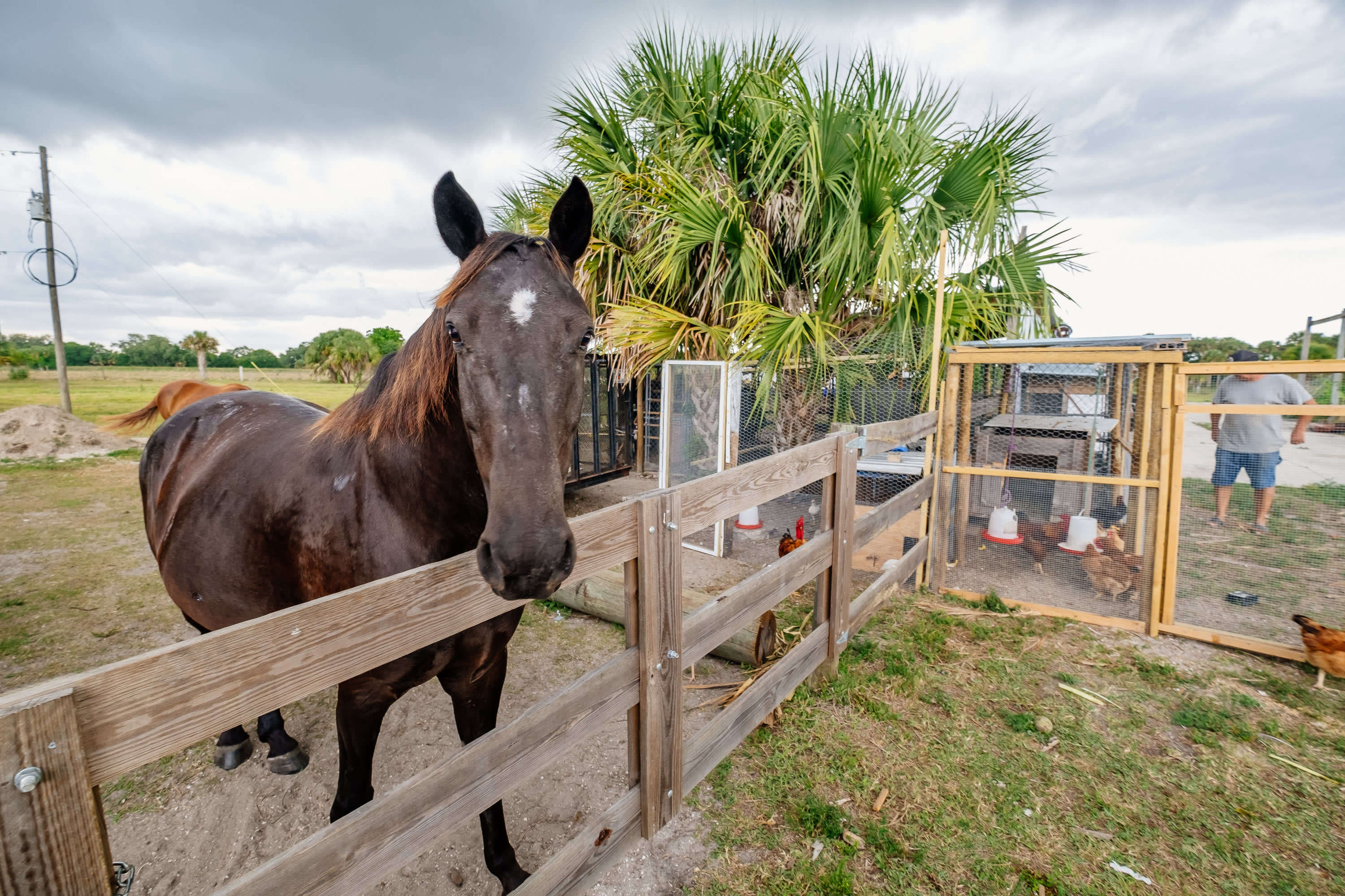Horses running around