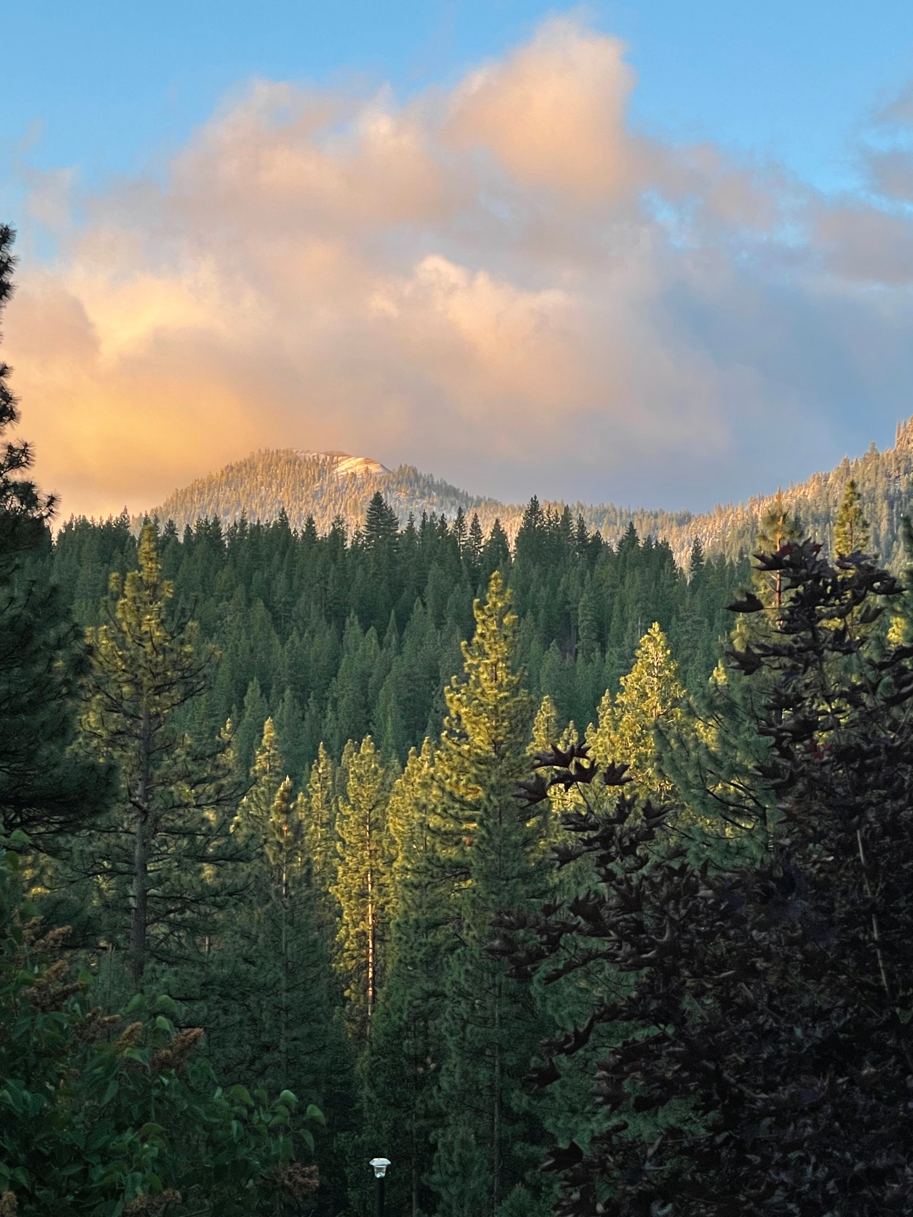 Pine forest primitive camping