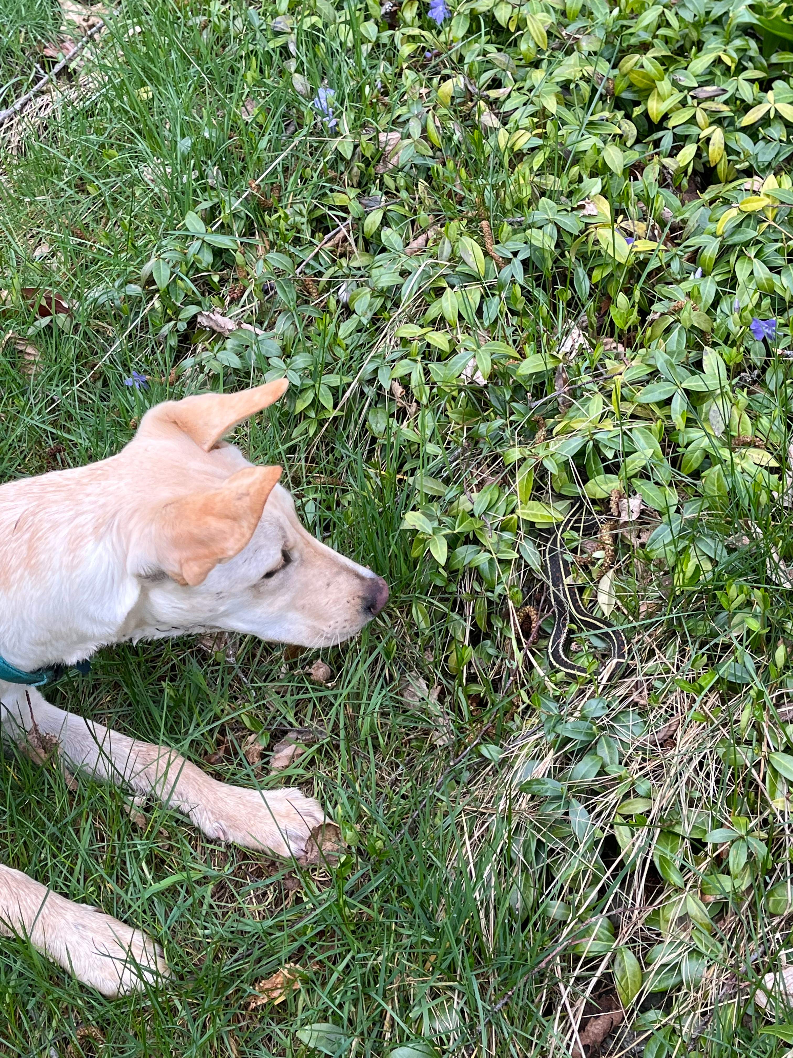 Puppy met a garden snack. 