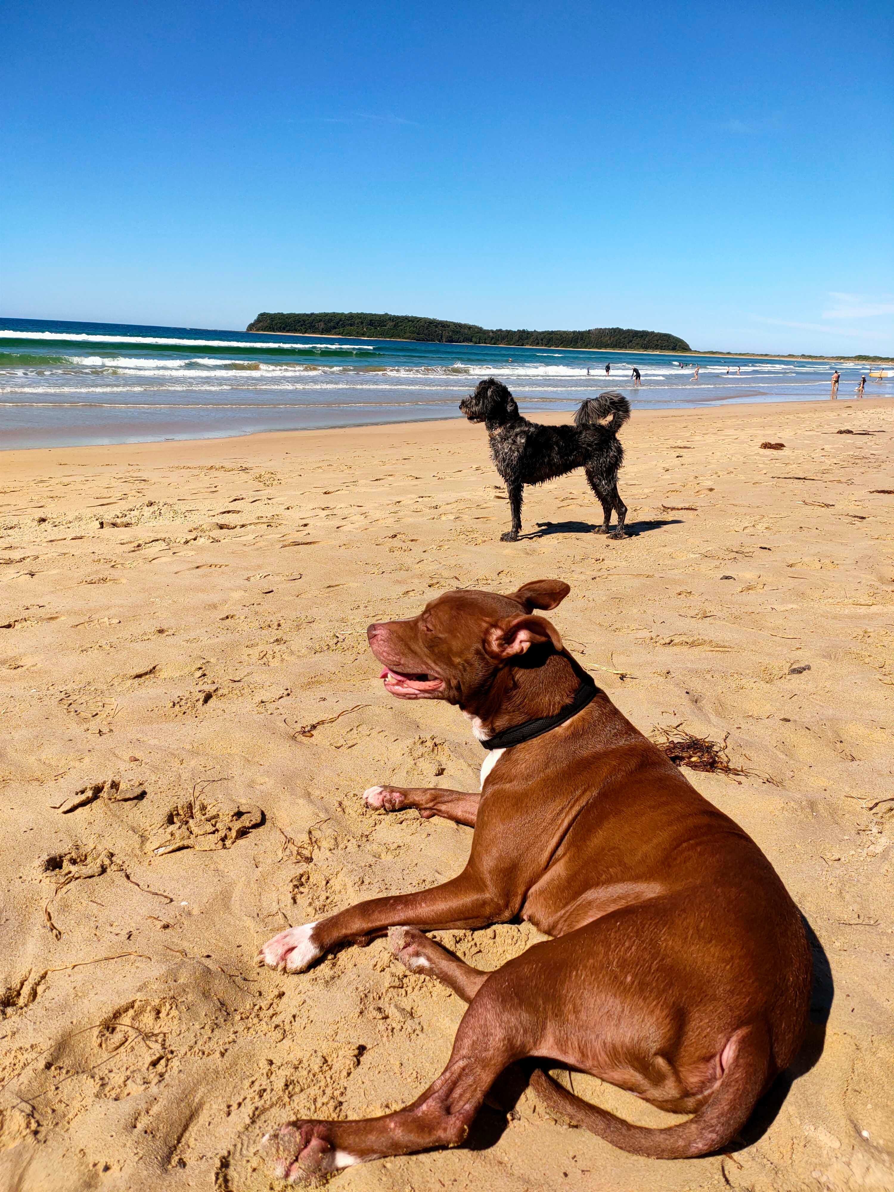 Odin and Hera at Broulee Beach 20 minutes away